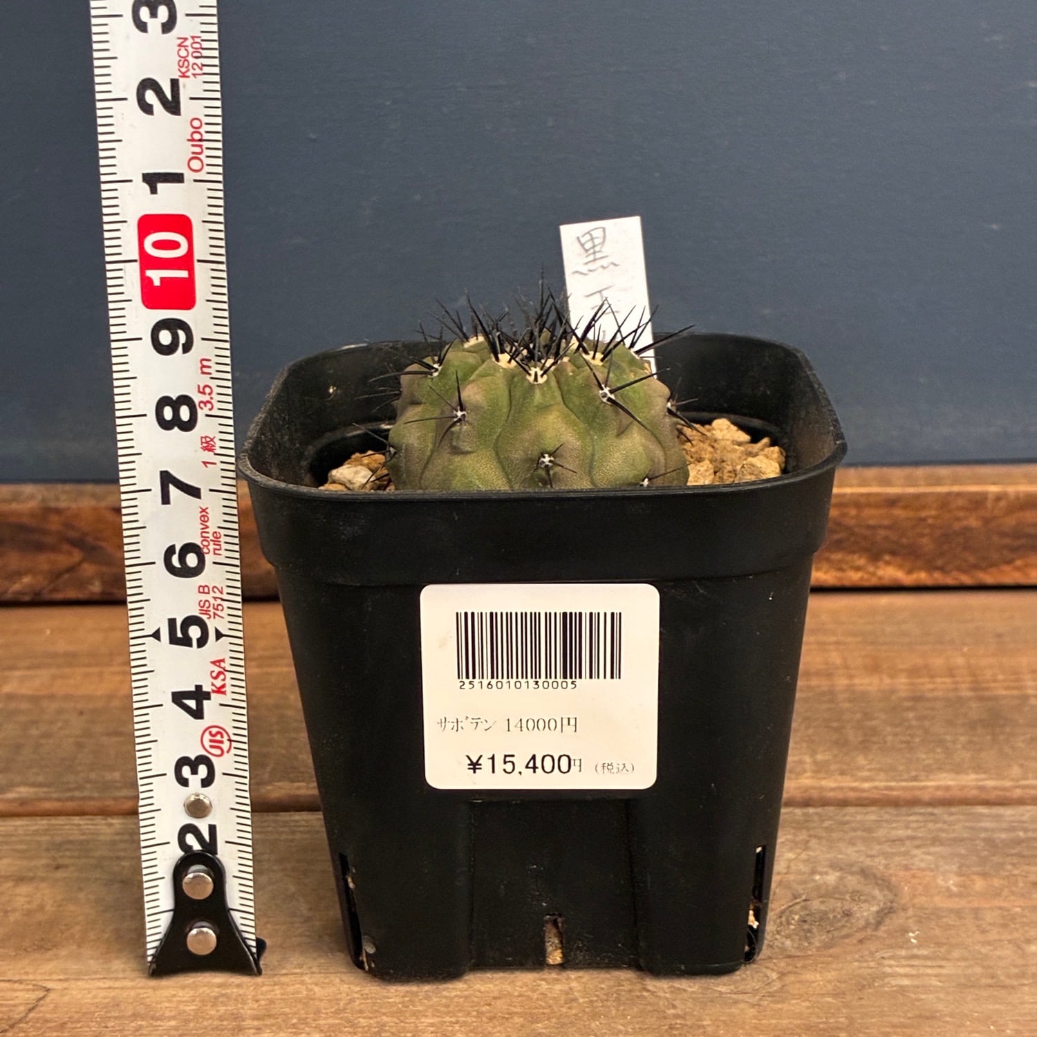 Copiapoa】サボテン コピアポア 黒王丸 実生【602】 | PROTOLEAF