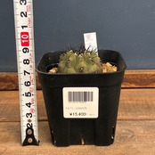 【新着3日限定10%OFF】【Copiapoa】サボテン コピアポア 黒王丸 実生【602】