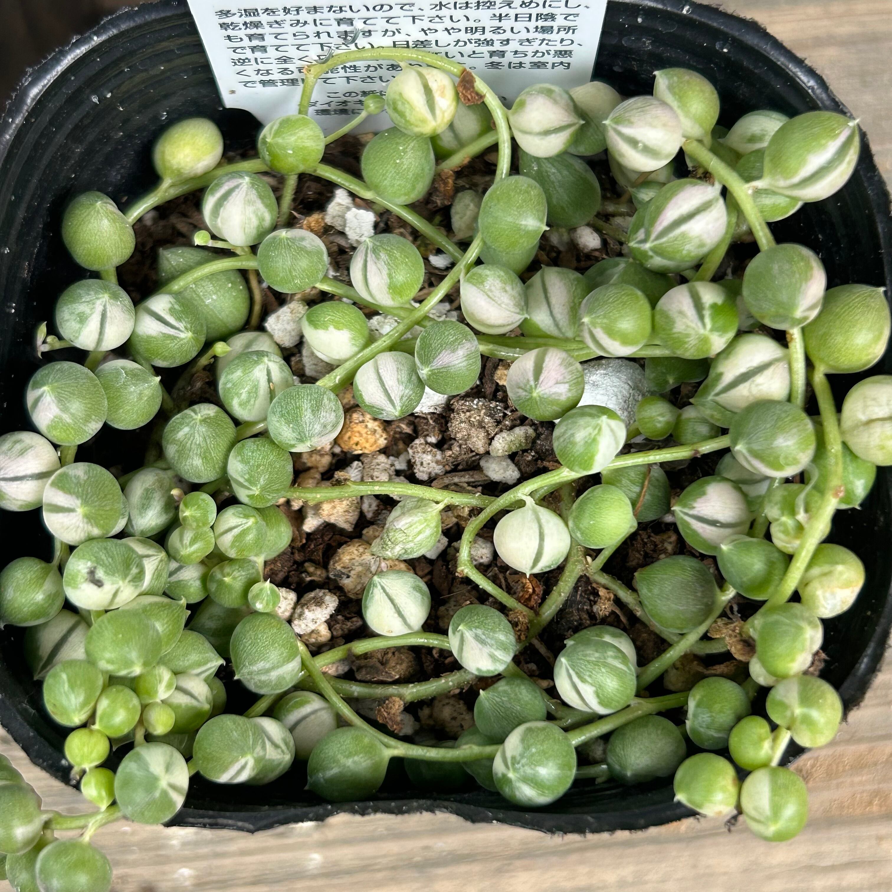 斑入りグリーンネックレス | RuPo 多肉植物専門店