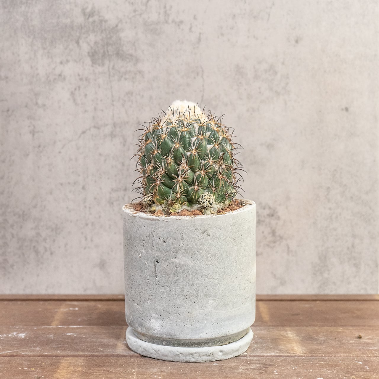 サボテン コリファンタ 金環蝕 荒々しい刺と頂部の綿毛が魅力 一株ごとの厳選仕入れ 手づくりモルタル鉢 観葉植物｜虫発生抑制（全国一律送料850円）