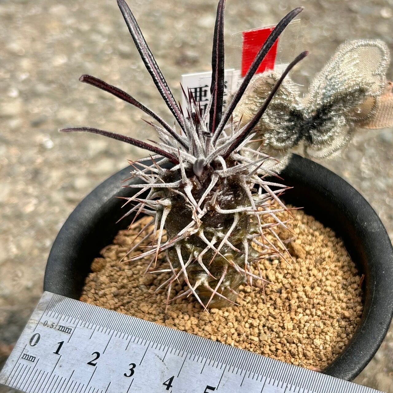 T)亜阿相界 パキポディウム、ゲアイ | RuPo 多肉植物専門店