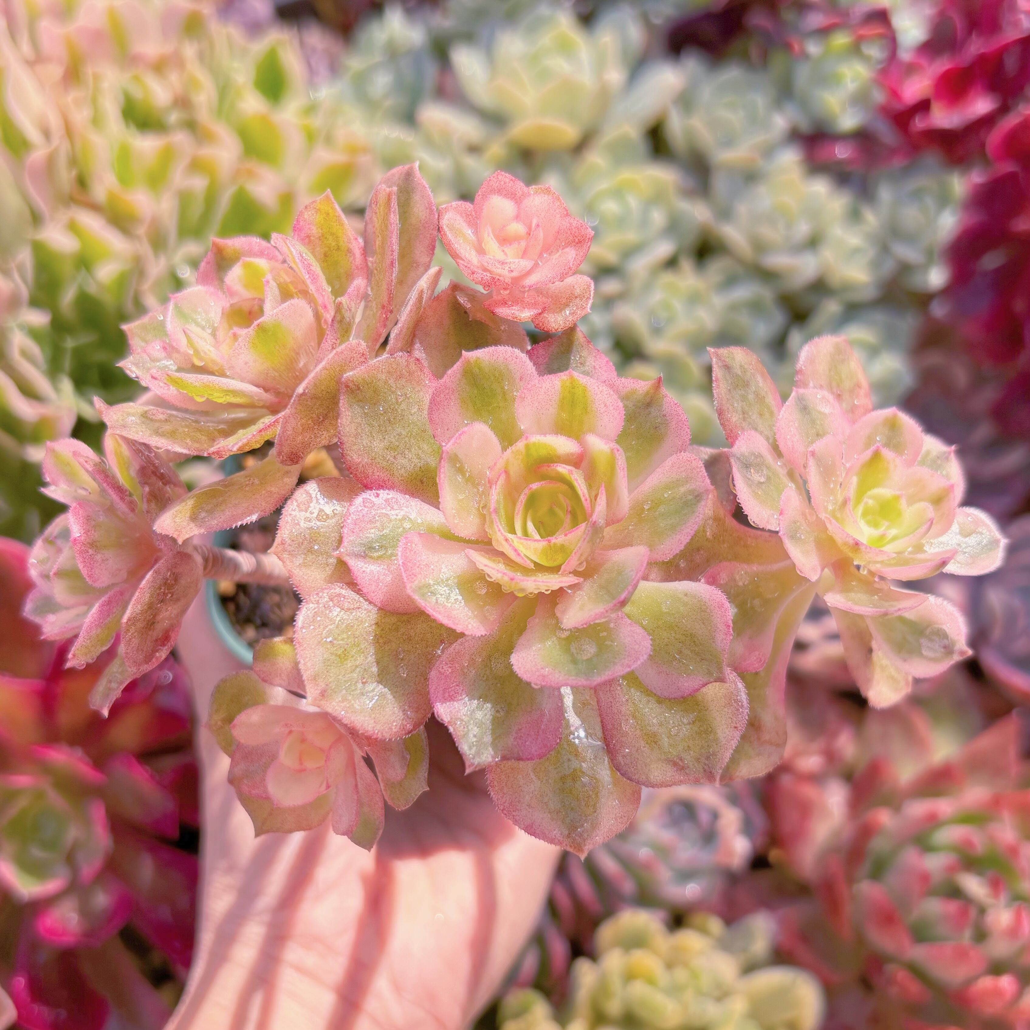 現品　ハロウィン白錦#549　群生　新入荷　るる農園