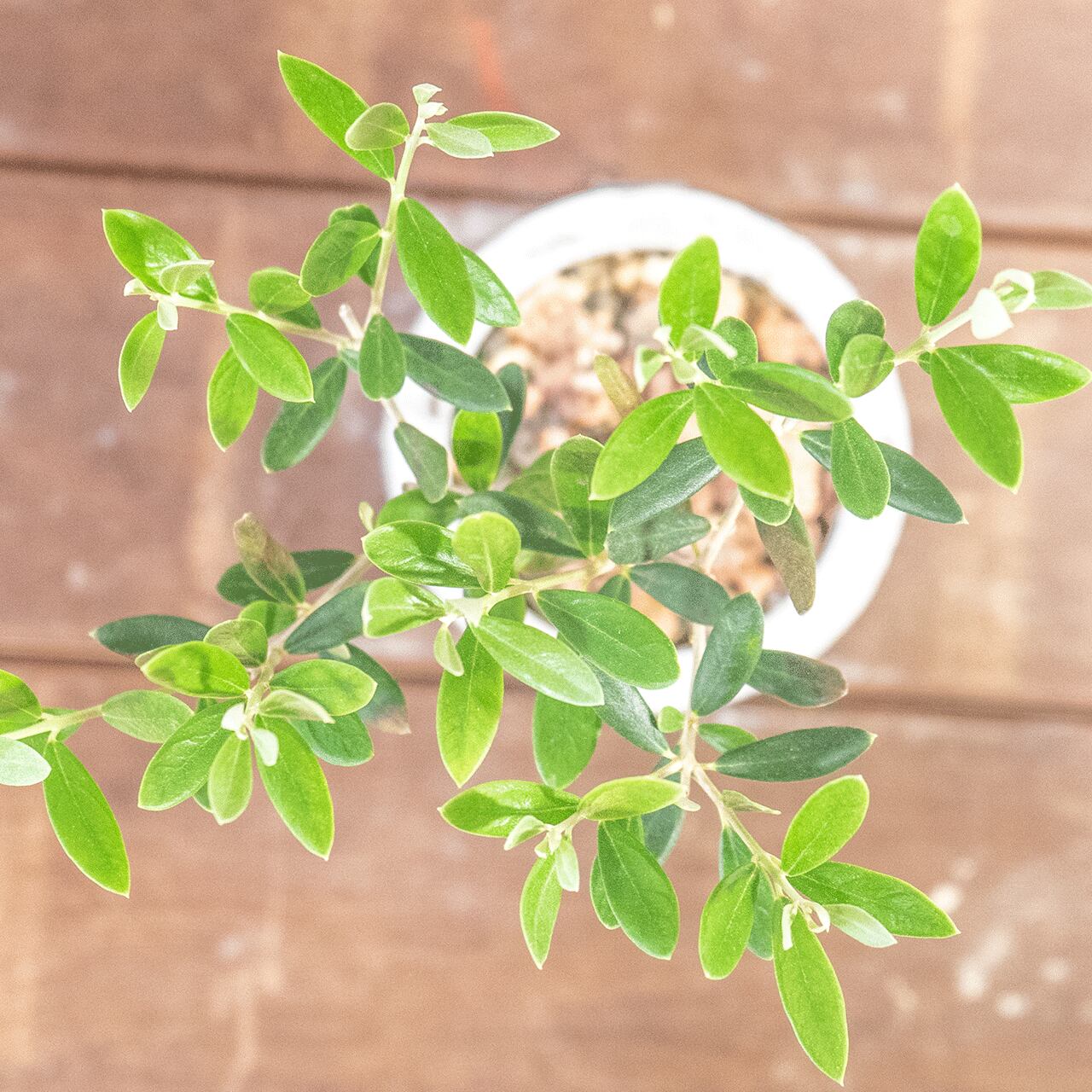 卓上サイズのミニ観葉植物 オリーブの木 マンザニロ こだわりのモルタルの手作り鉢 省スペースで飾れるインテリア【虫発生抑制】