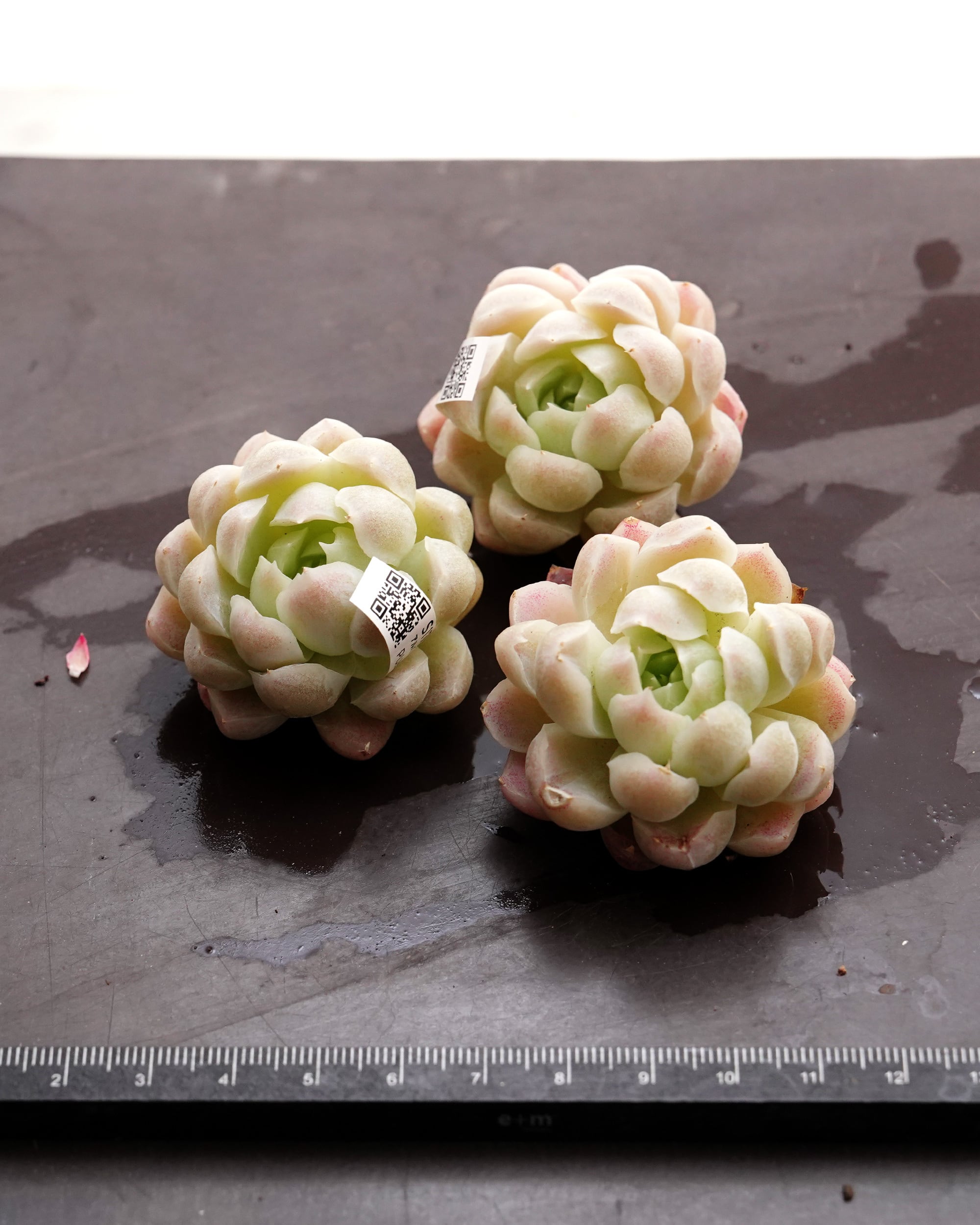 カット苗 アルバ Echeveria elegans 'Alba' | PUKUBOOK SUCCULENTS