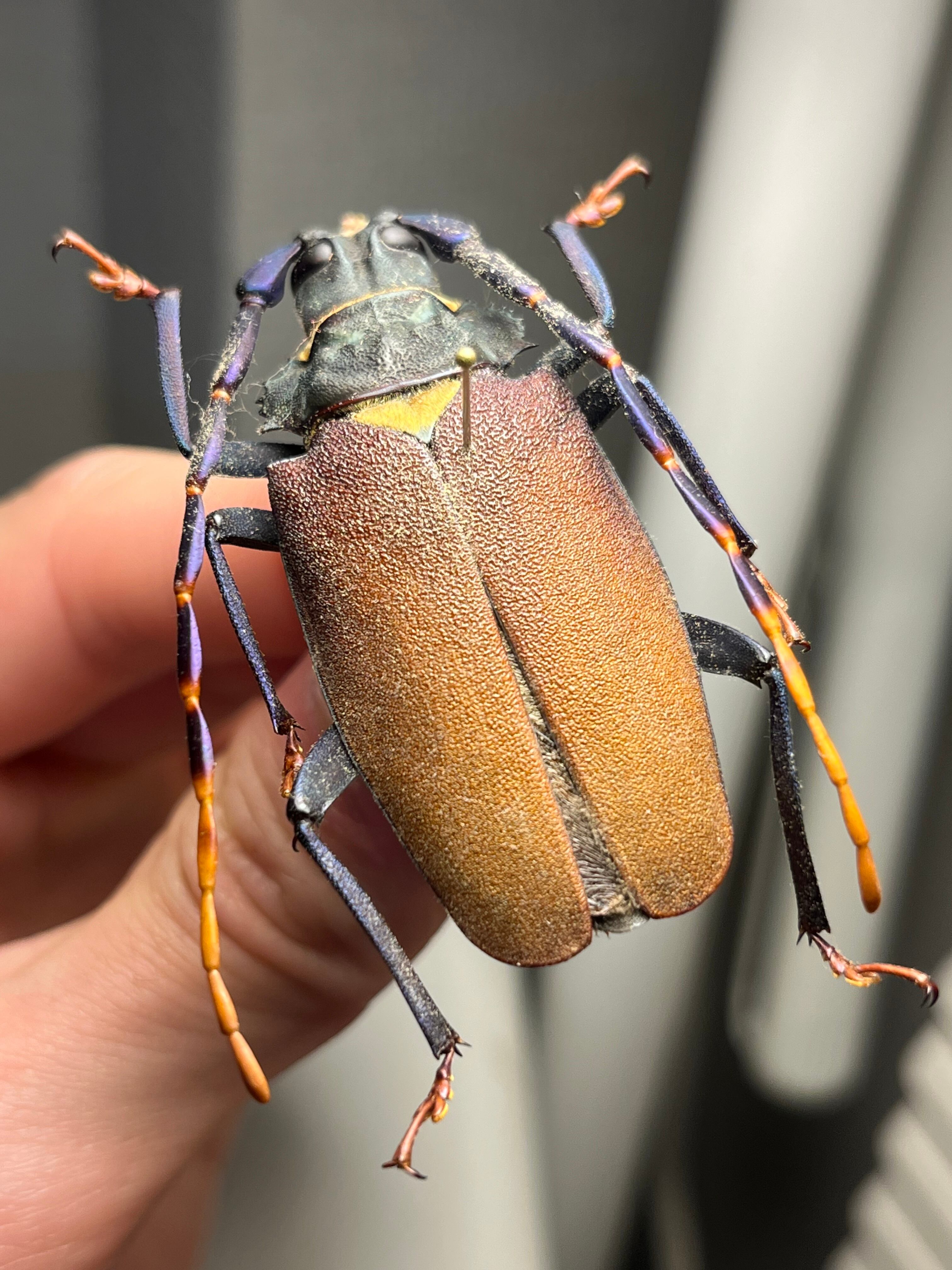 53mm】ルリヒゲノコギリカミキリ 標本ナンベイオオタガメ ハナムグリ