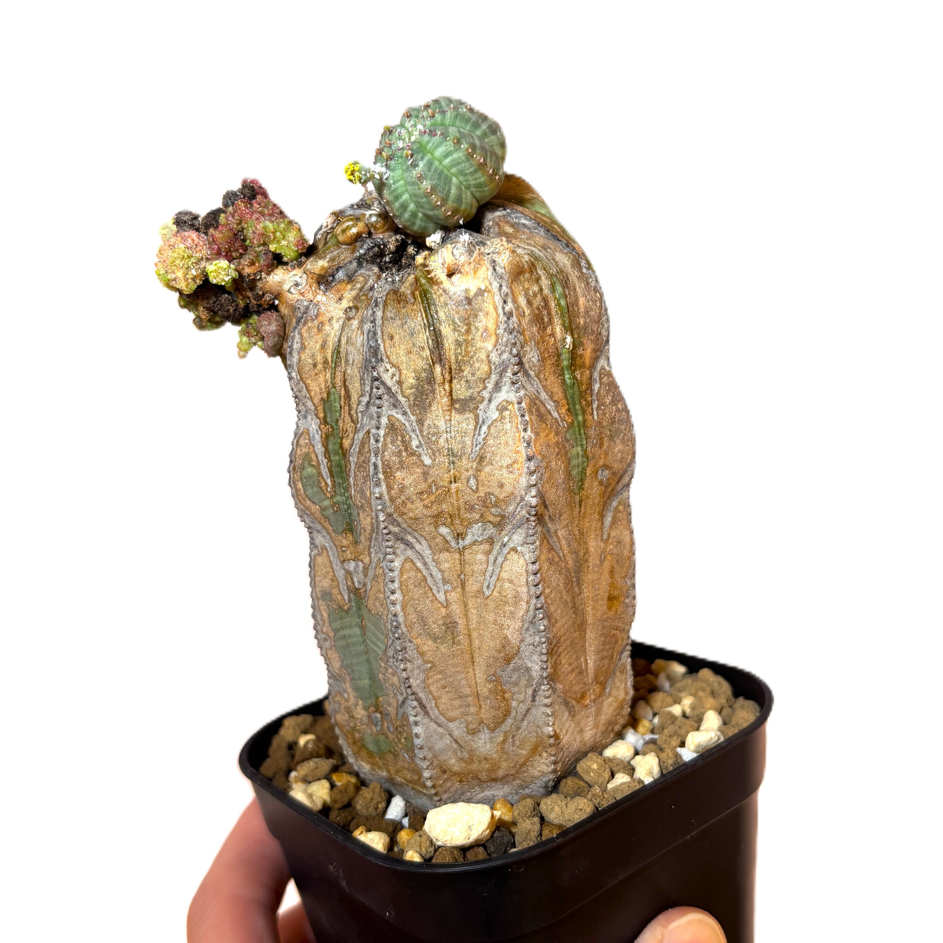 た*け様 ユーフォルビアオベサ 変異多稜株13稜 国内実生 た*け様 ユーフォルビアオベサ 変異多稜株13稜 国内実生 た*け様