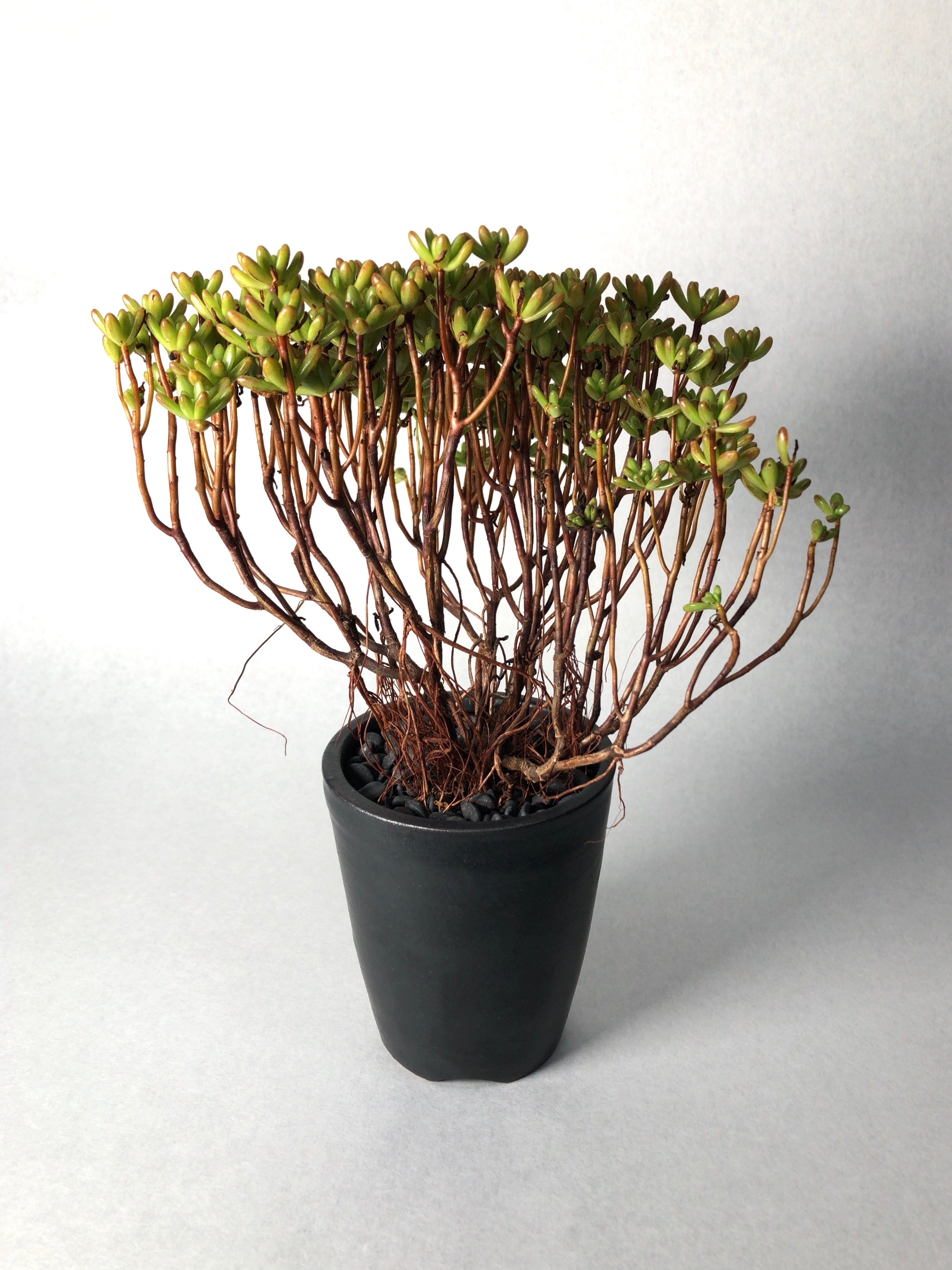 アエオニウム・小人の祭り | trigger