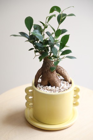 【S】ガジュマル/Ficus microcarpa