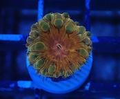 Blastomussa OrangeRed