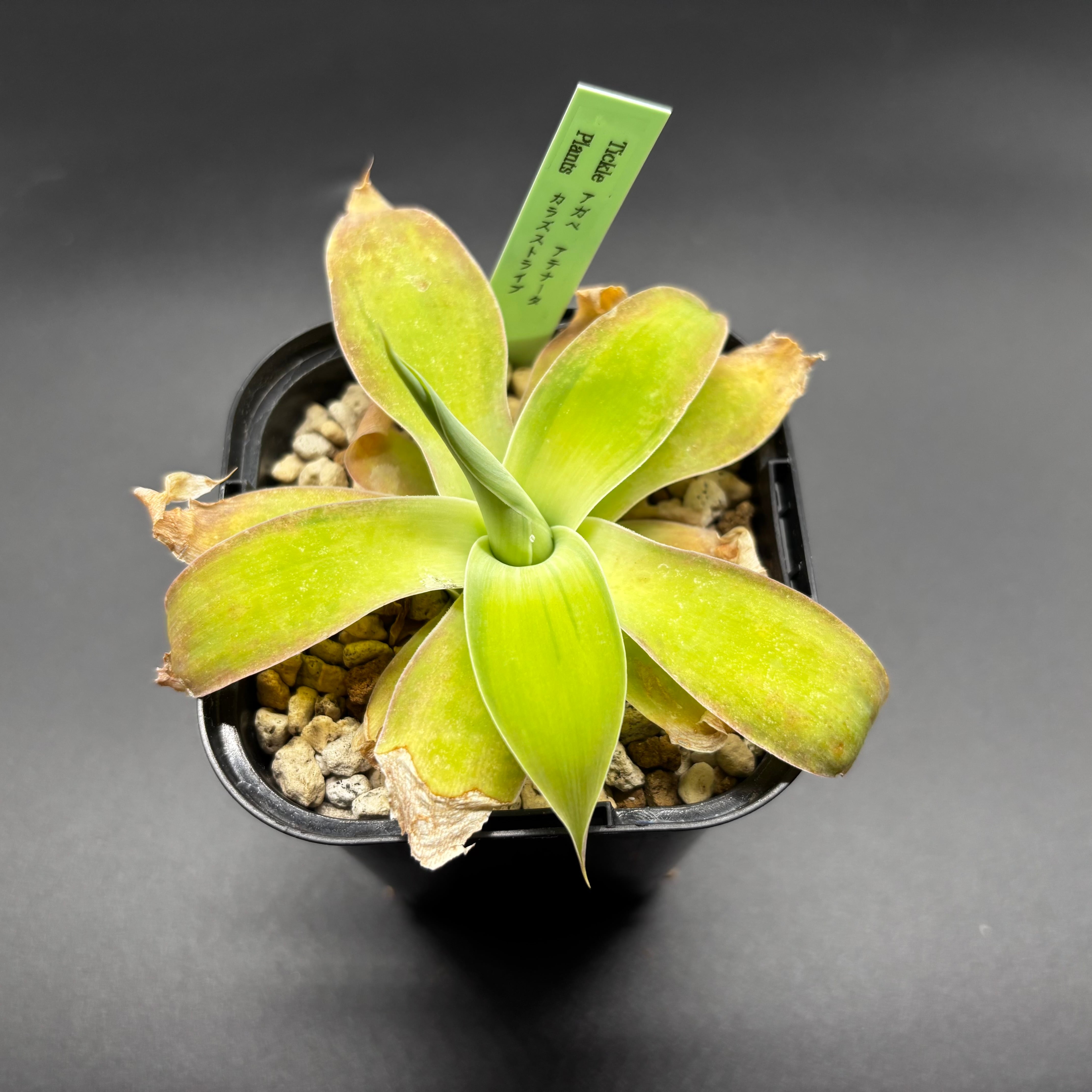 アガベ ブルーグロー 中斑 季節冴 | Tickle_plants