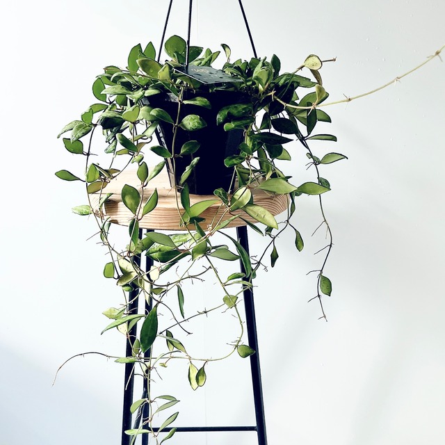 【再入荷】ホヤ レベッカ ハンギング 観葉植物 calm cafe