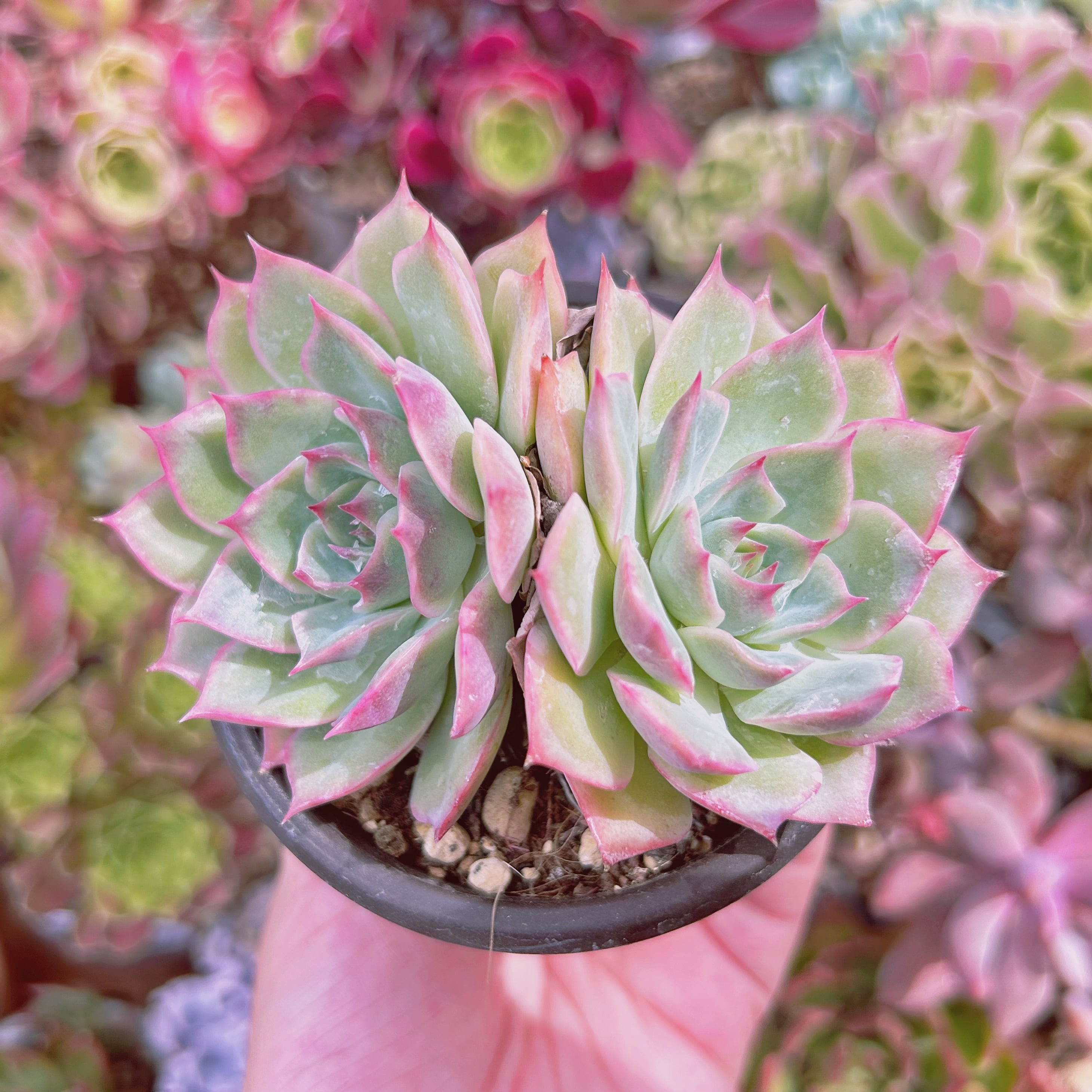 #2229現物　多肉植物　Echeveria  ピンクチップス　