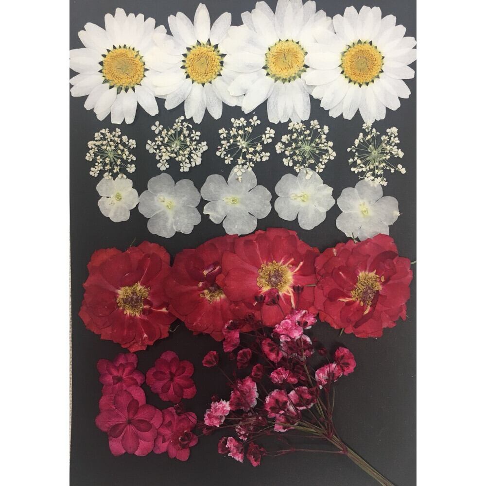 送料無料 押し花セット ホワイト レッドmix ショップオリジナル商品 はなはなぐりゅっけ 送料無料 押し花セット ホワイト レッドmix ショップオリジナル商品 はなはなぐりゅっけ