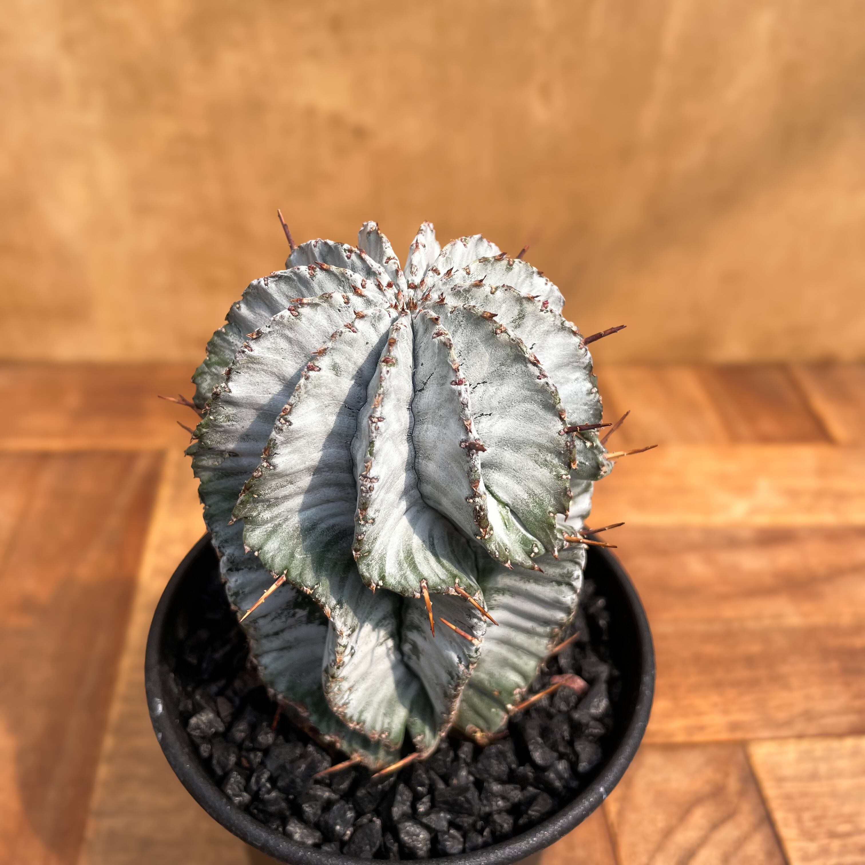 ユーフォルビア　ホリダ ホワイトゼブラ　ホワイトストリアータ　白衣　超極白　⑧ ユーフォルビアホリダ ホワイトゼブラホワイトストリアータ白衣