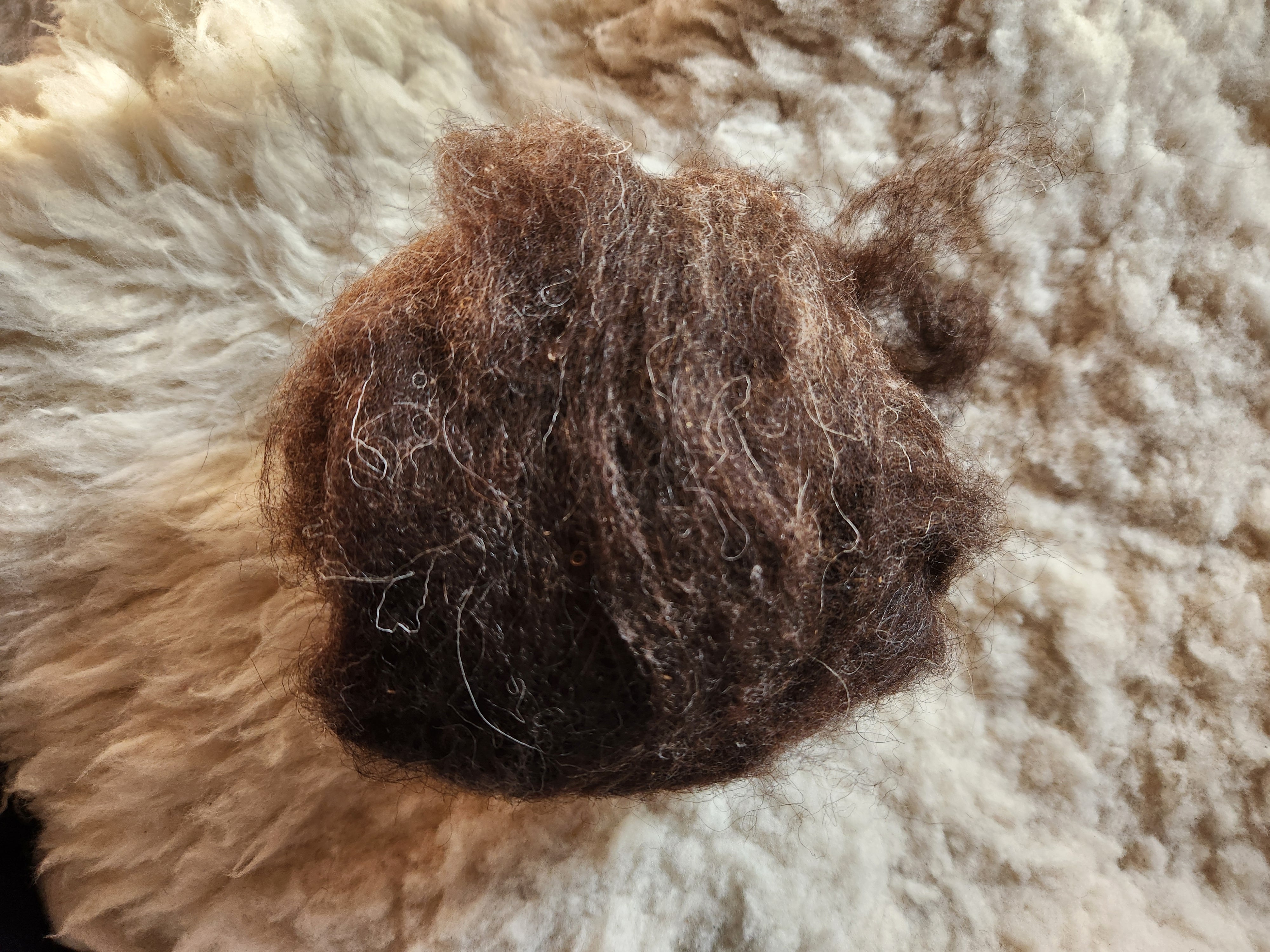 キリム糸紡ぎセット(羊毛は霜ふりこげ茶) | KilimKoyun* はじめての