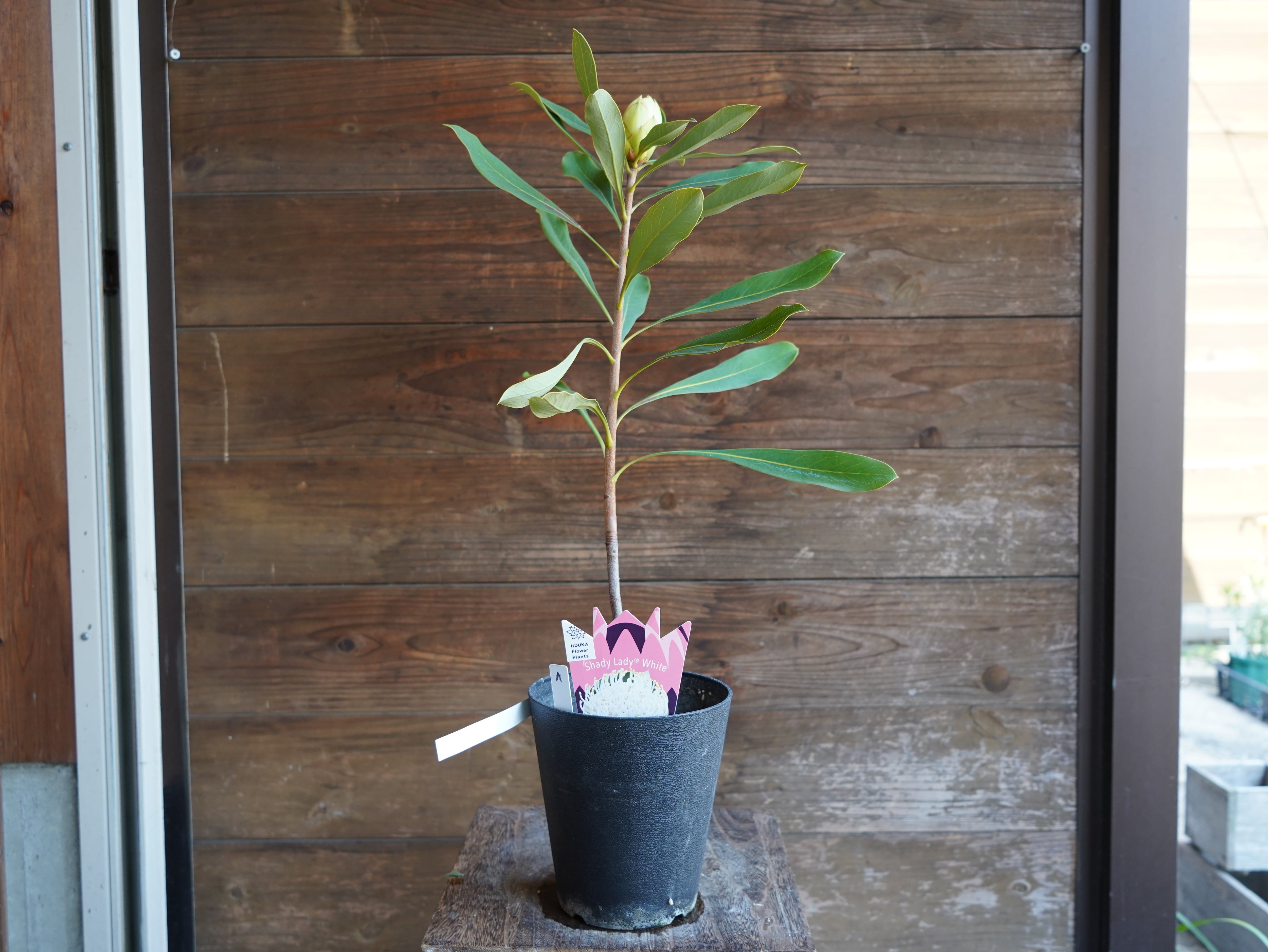 【現物】テロペア　”シェイディレディホワイト”　5号　A