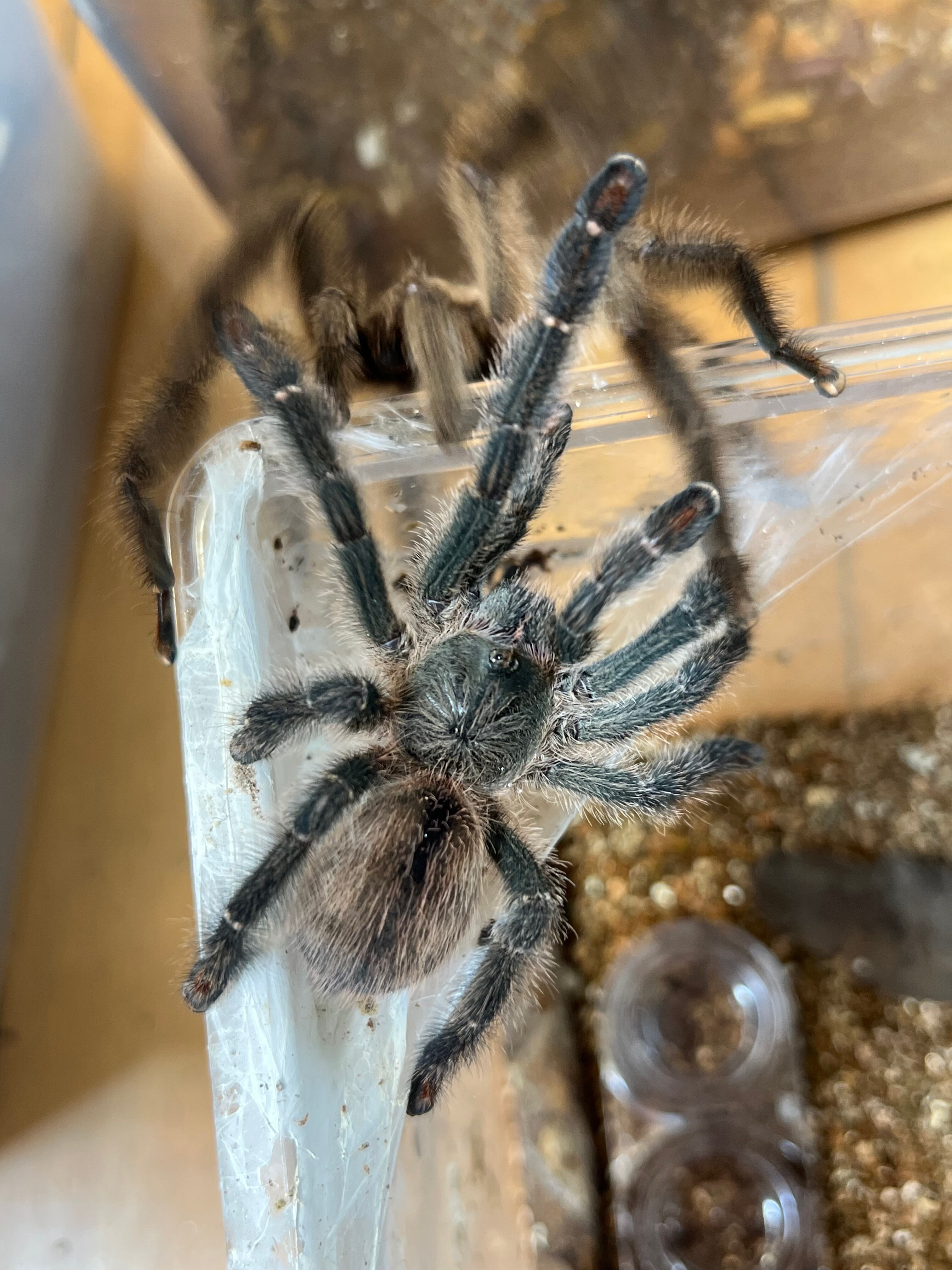 ペア】オリベイラフェイスハガータランチュラ LS7cm程 ムカデ