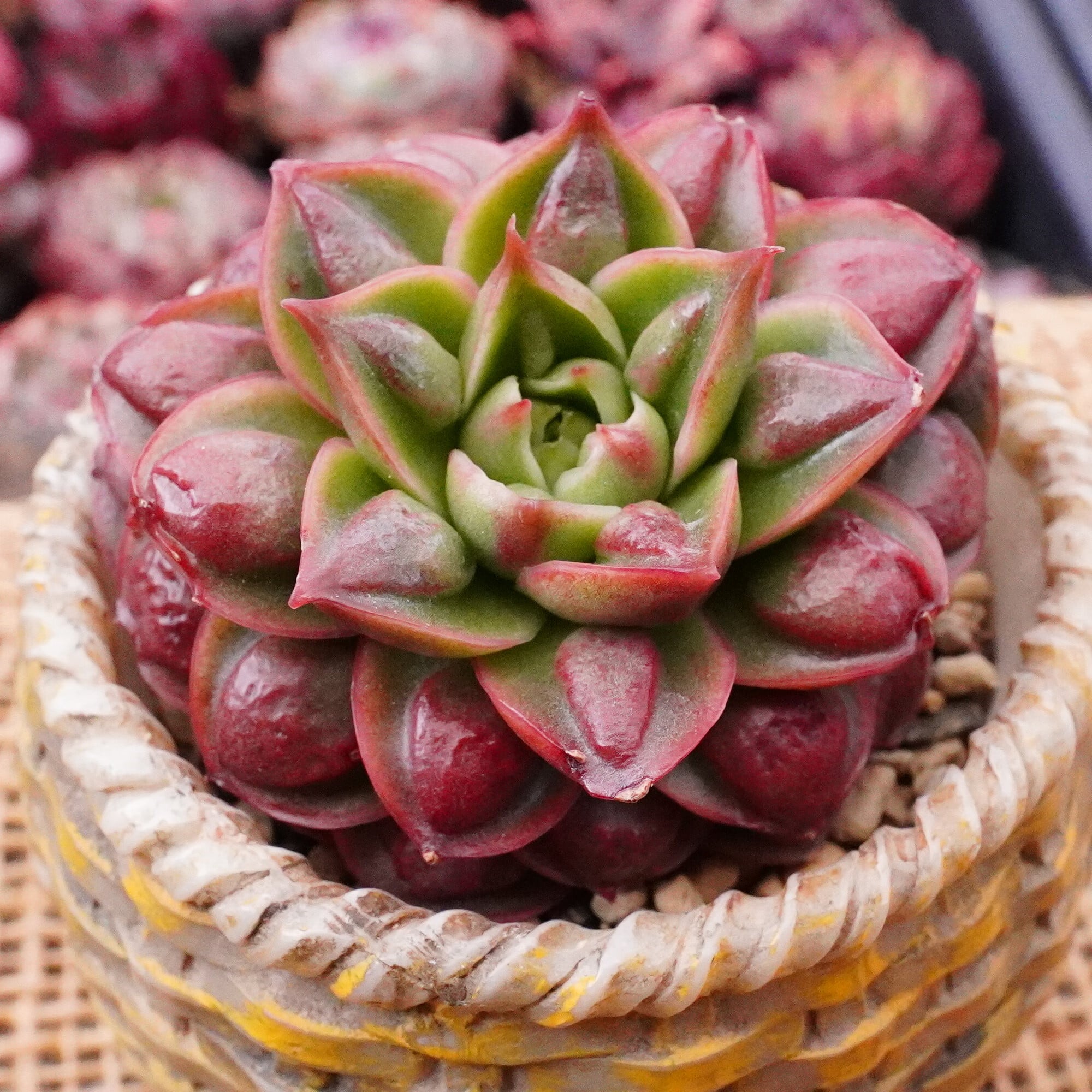 現物 多肉植物 ピンクプリティ 抜き苗 | Pay ID