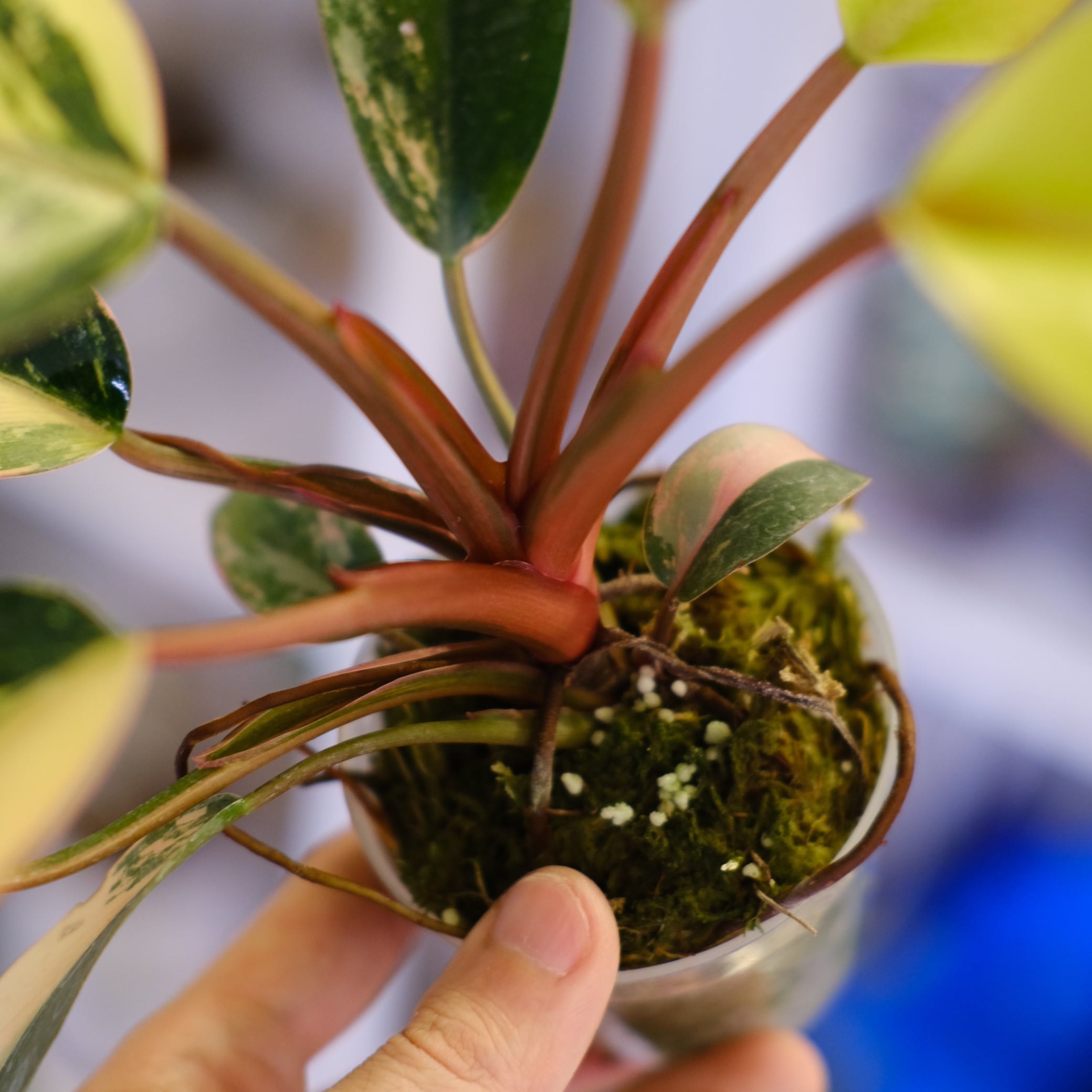 フィロデンドロン・レッドコンゴ⑥│Philodendron Red Congo｜観葉植物