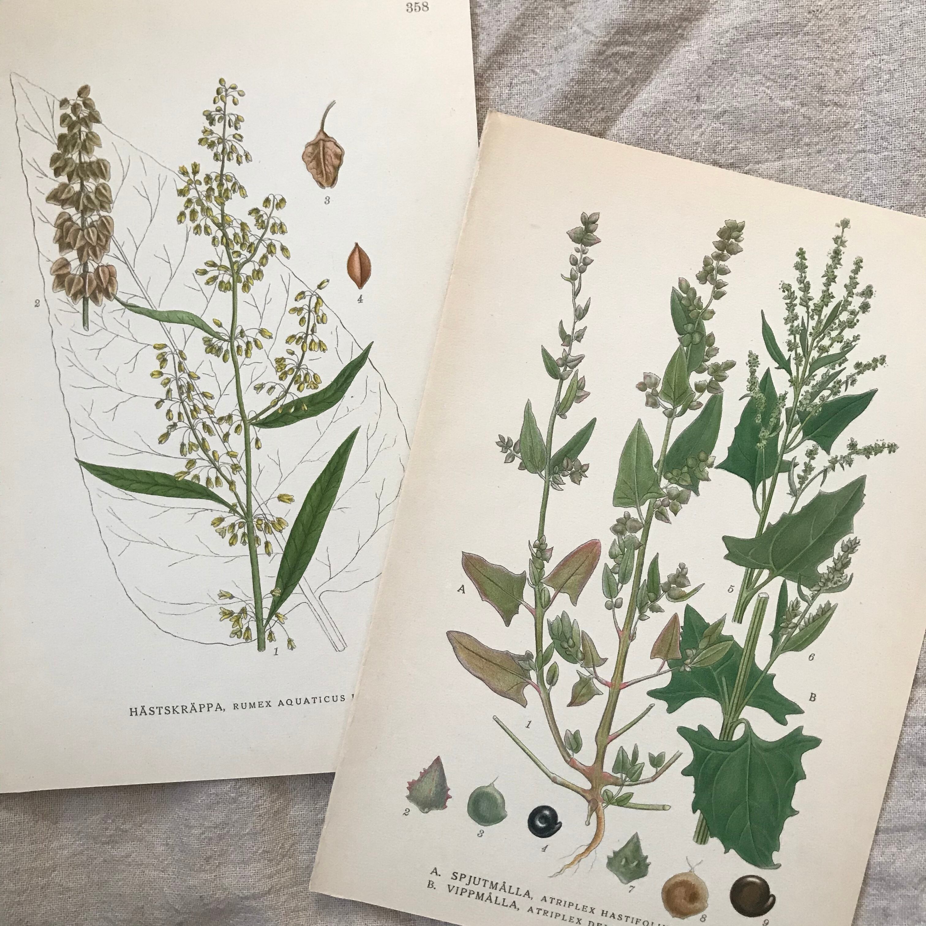 植物の紙セット17