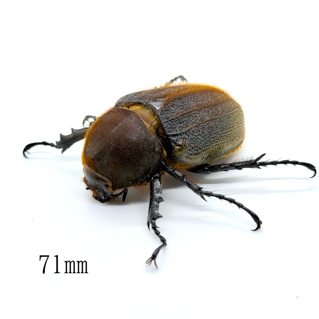 71㎜ / 成虫 / メス / 未後食 / ヘラクレスオオカブト