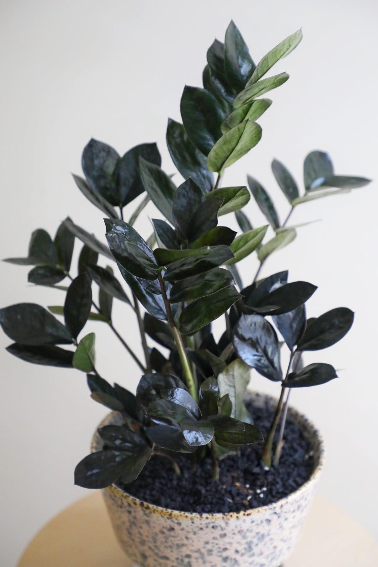 M】ザミオクルカス レイヴン/Zamioculcas zamifolia Raven | 【厳選