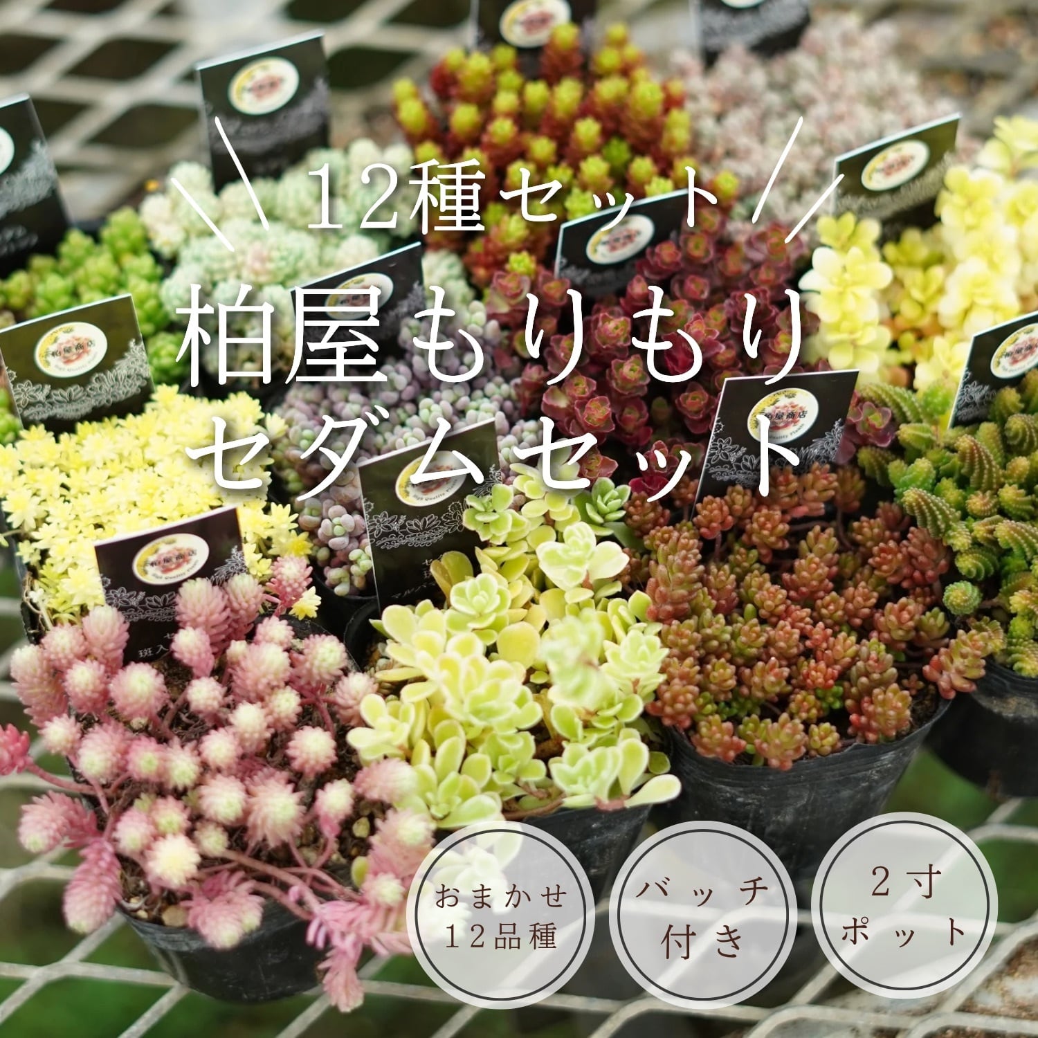 多肉植物 | 柏屋商店