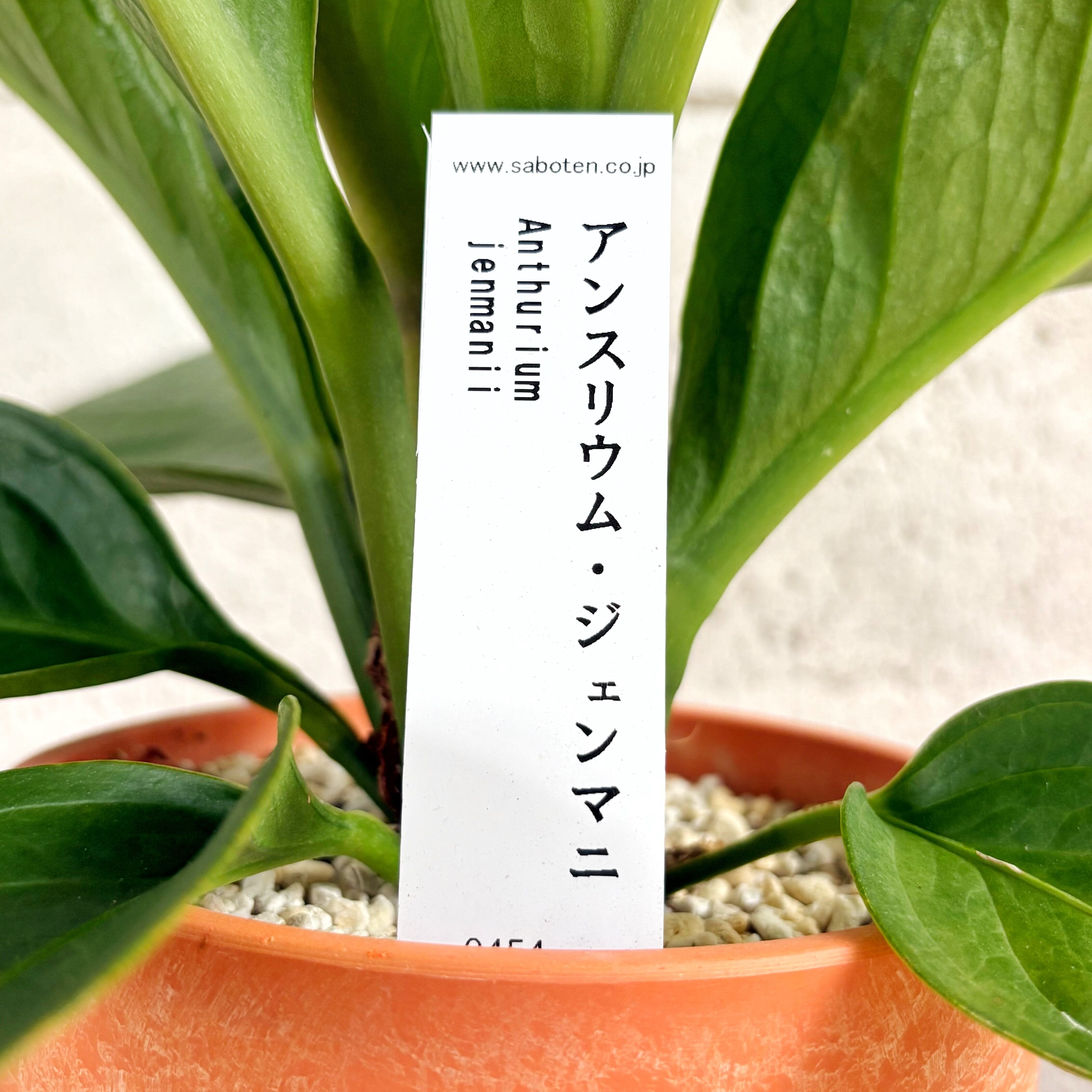 ◎＿◎；）☆斑入り アンスリウム・ジェンマニ☆Anthurium jenmanii