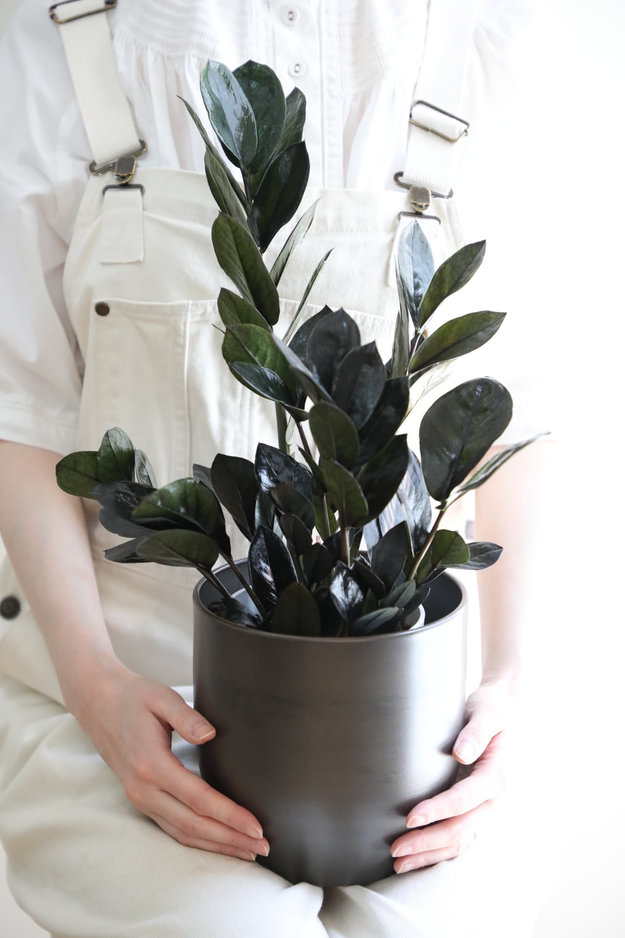 M】ザミオクルカス レイヴン/Zamioculcas zamifolia Raven | 【厳選