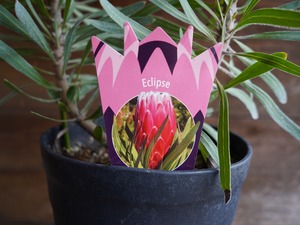 【現物】プロテア ”エクリプス” A