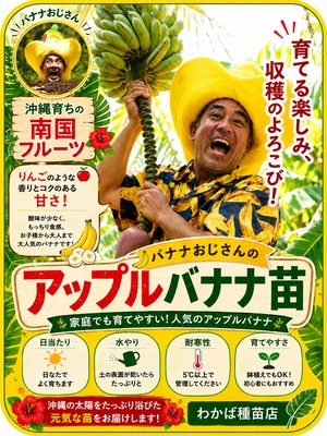 バナナ苗「アップルバナナ」