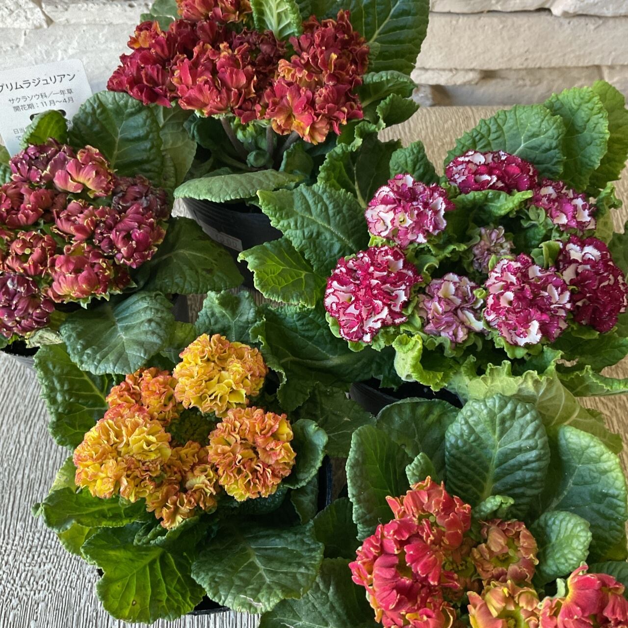 プリムラ ジュリアン 橋本種苗園