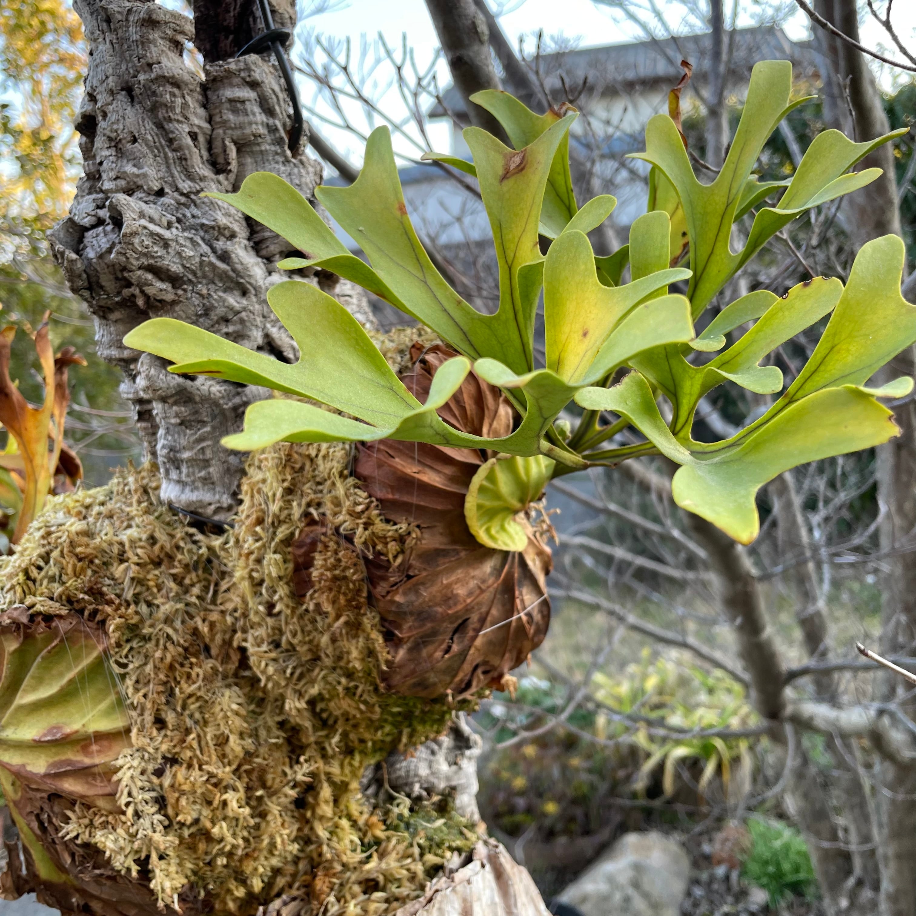 P.ridleyi wild three head | naturefix