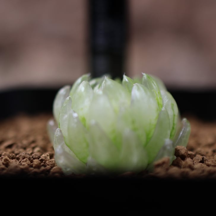 再入荷 707『ハオルチア エメラルド LED変種 太陽の恋人』 観葉植物