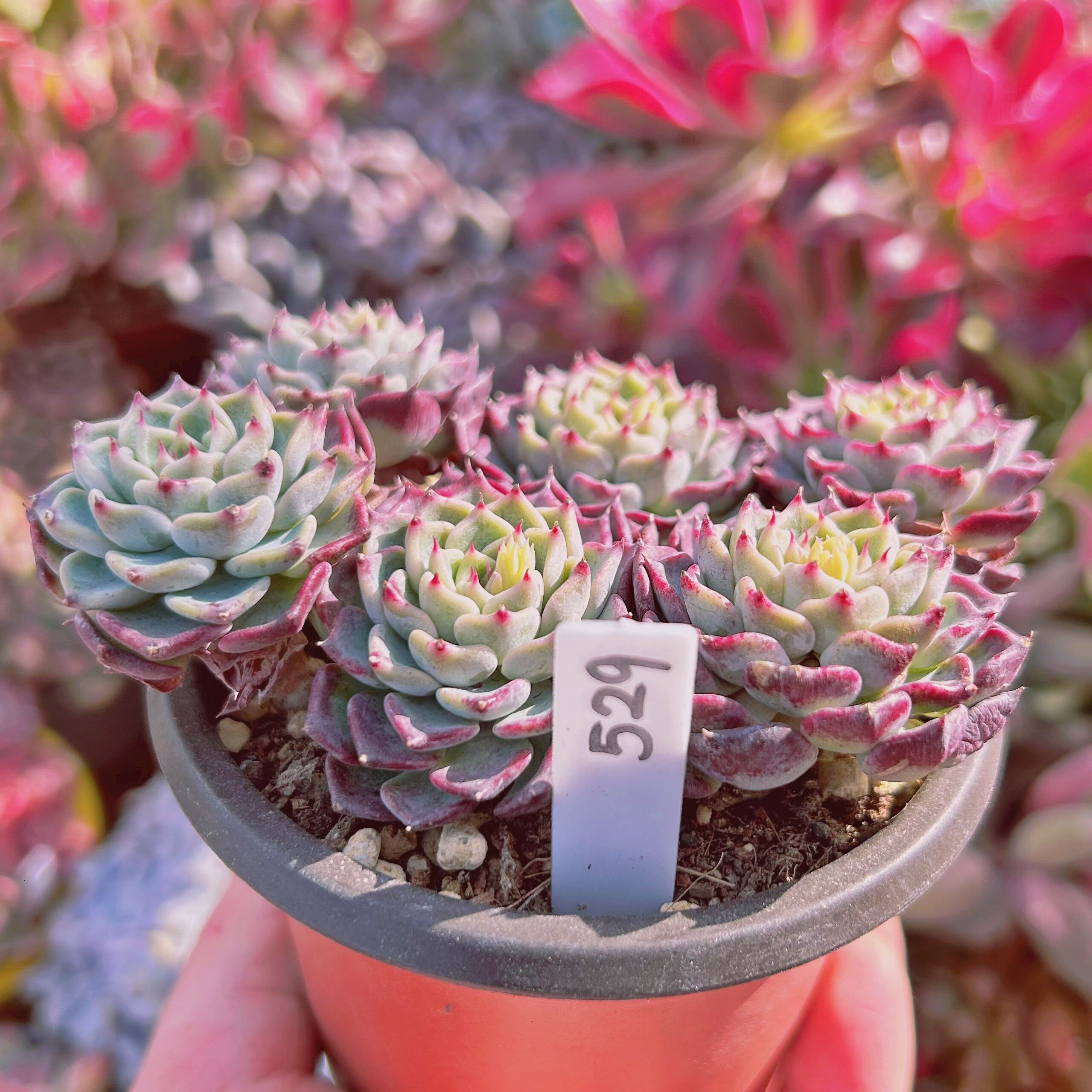 529現物 多肉植物 沙羅姫牡丹 特大 | るる農園~多肉植物専門