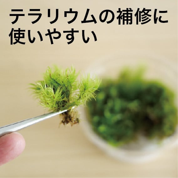 ちょっとずつお試しコケ6種パック◇種類の指定不可 | 苔テラリウム専門
