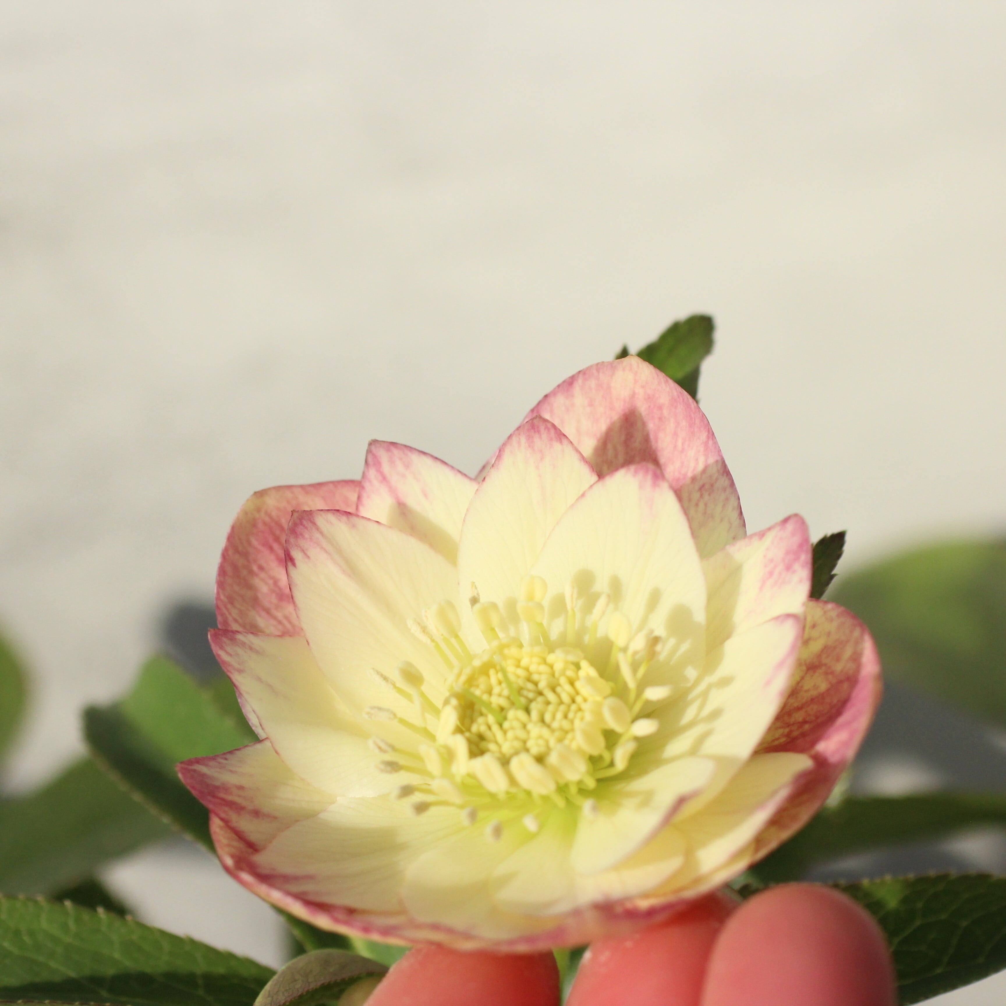 WS26-081 クリスマスローズ ウィンターシンフォニー イエロークレオン