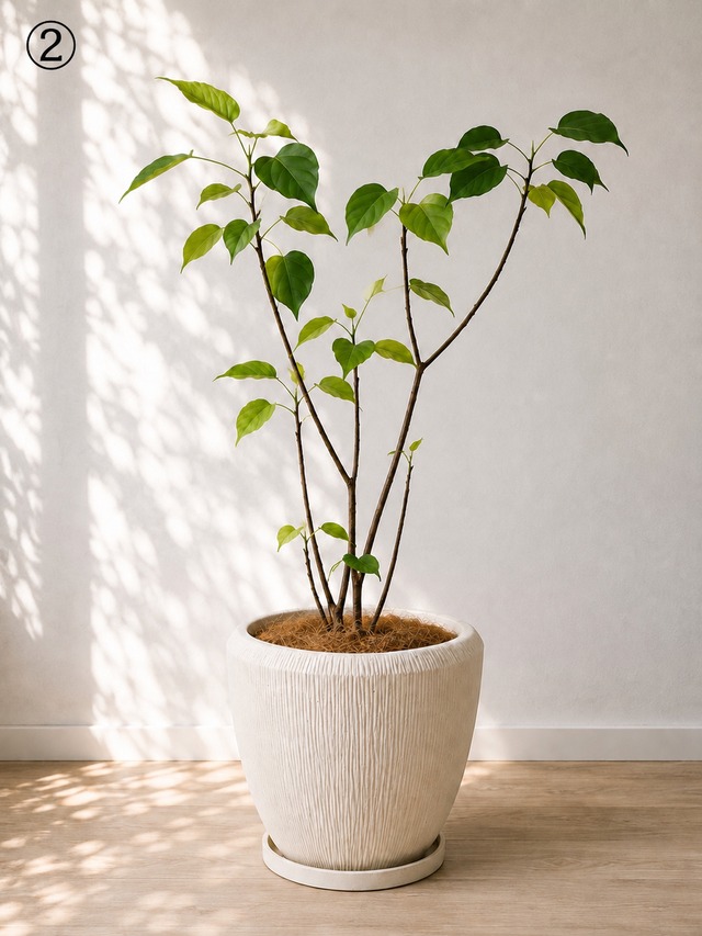 植木鉢 ホワイト 白 おしゃれ 陶器鉢 ファイバークレイ ファイバーセメント
