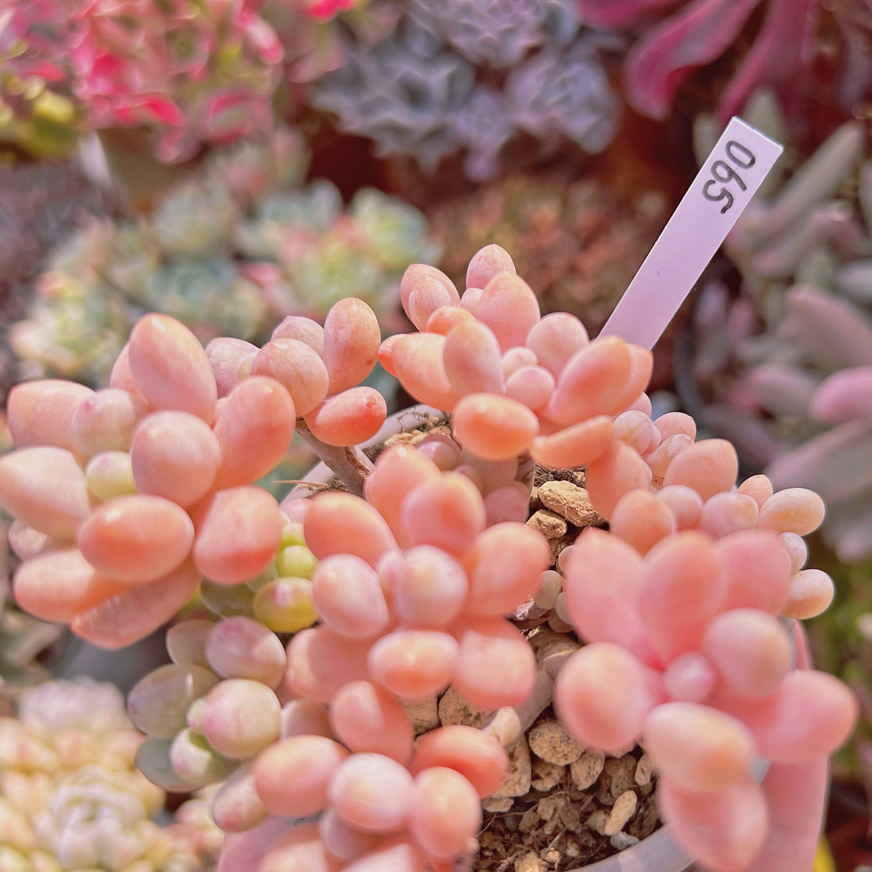 065現物 多肉植物 ストロベリーミルク | るる農園~多肉植物専門