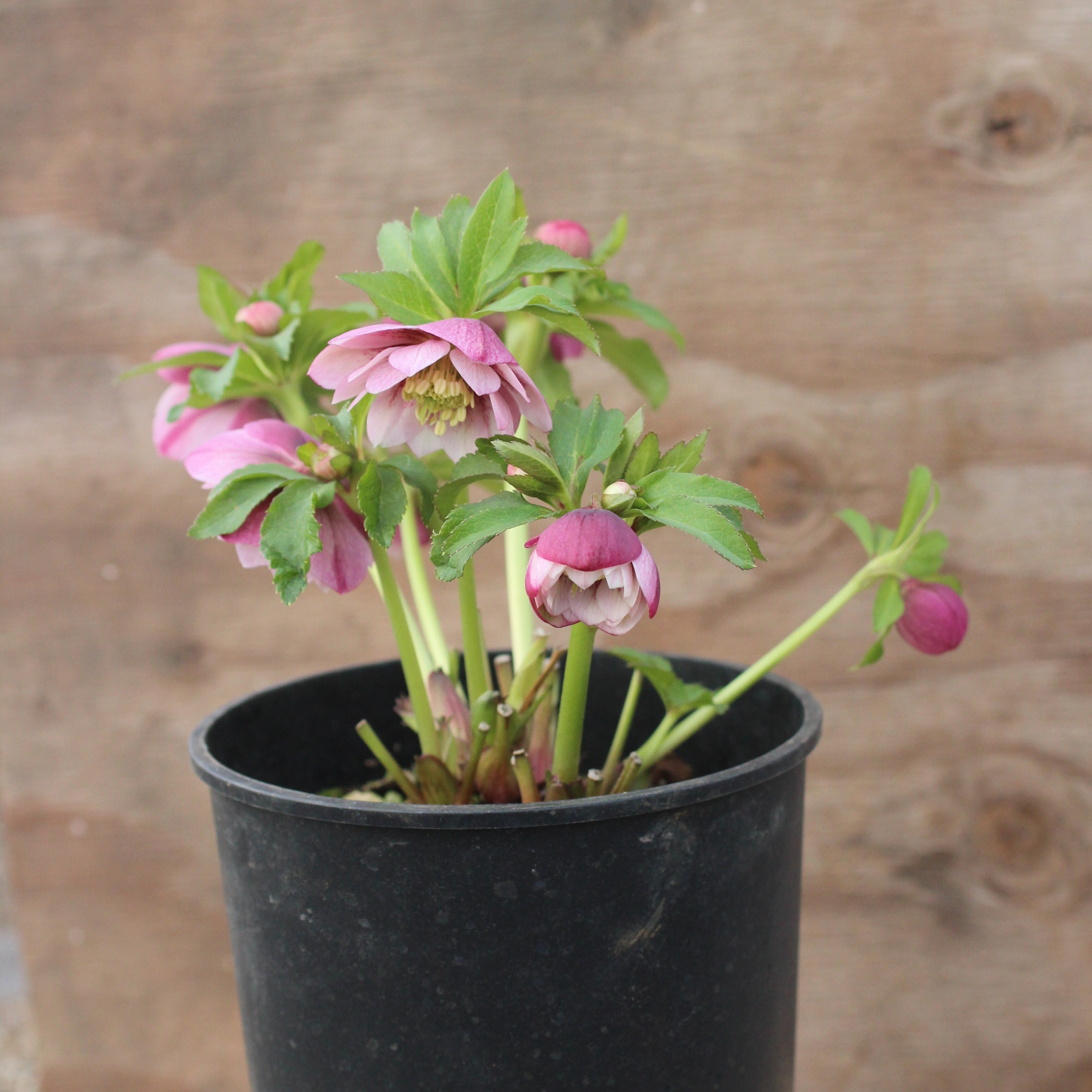 WS26-072 クリスマスローズ ウィンターシンフォニー ピンクフラッシュ