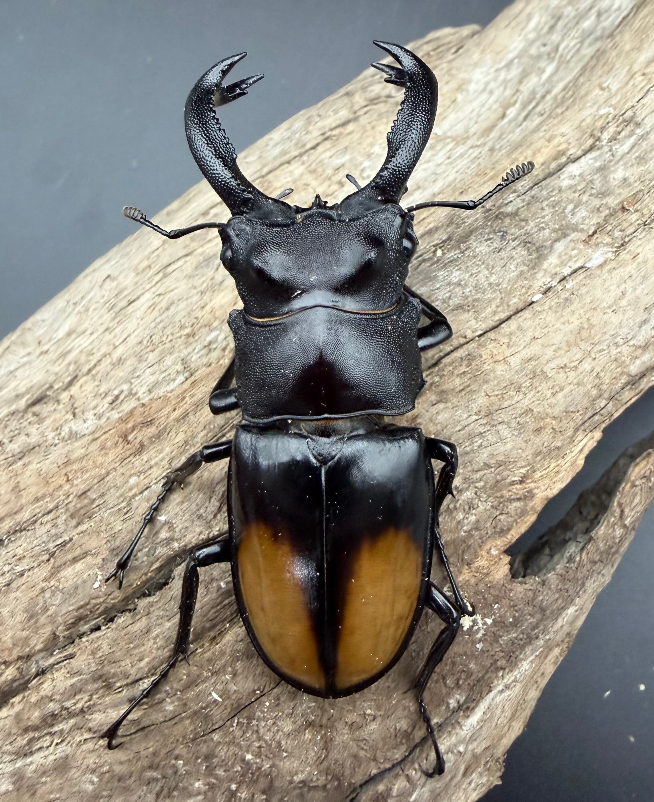 WD】《セアカフタマタ（パリーフタマタ） 71mm ペア》 | KPW公式