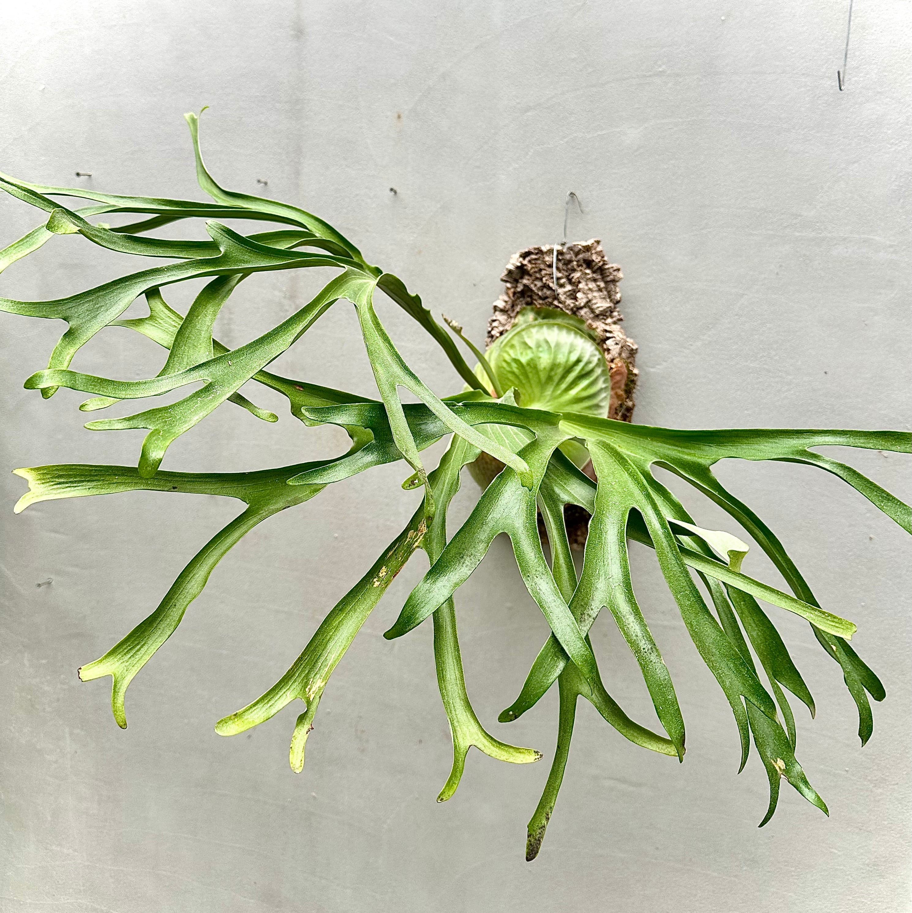 P. hillii 'Fujin' ビカクシダ ヒリー '風神' | vandaka plants