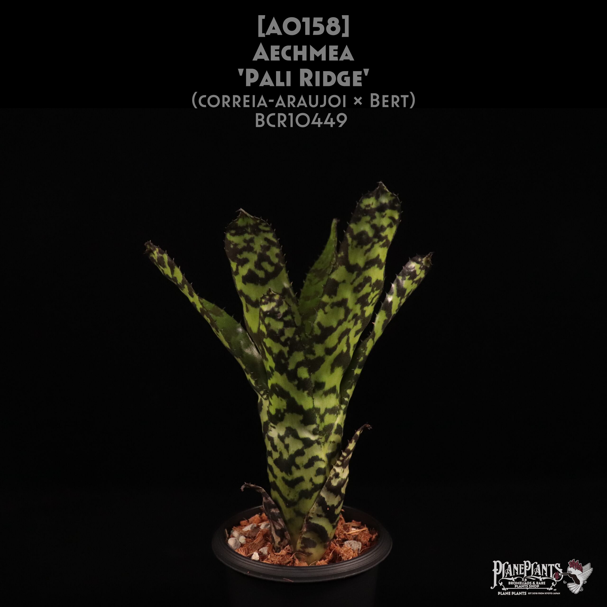 【reserved】Aechmea 'Pali Ridge'〔エクメア〕現品発送A0158