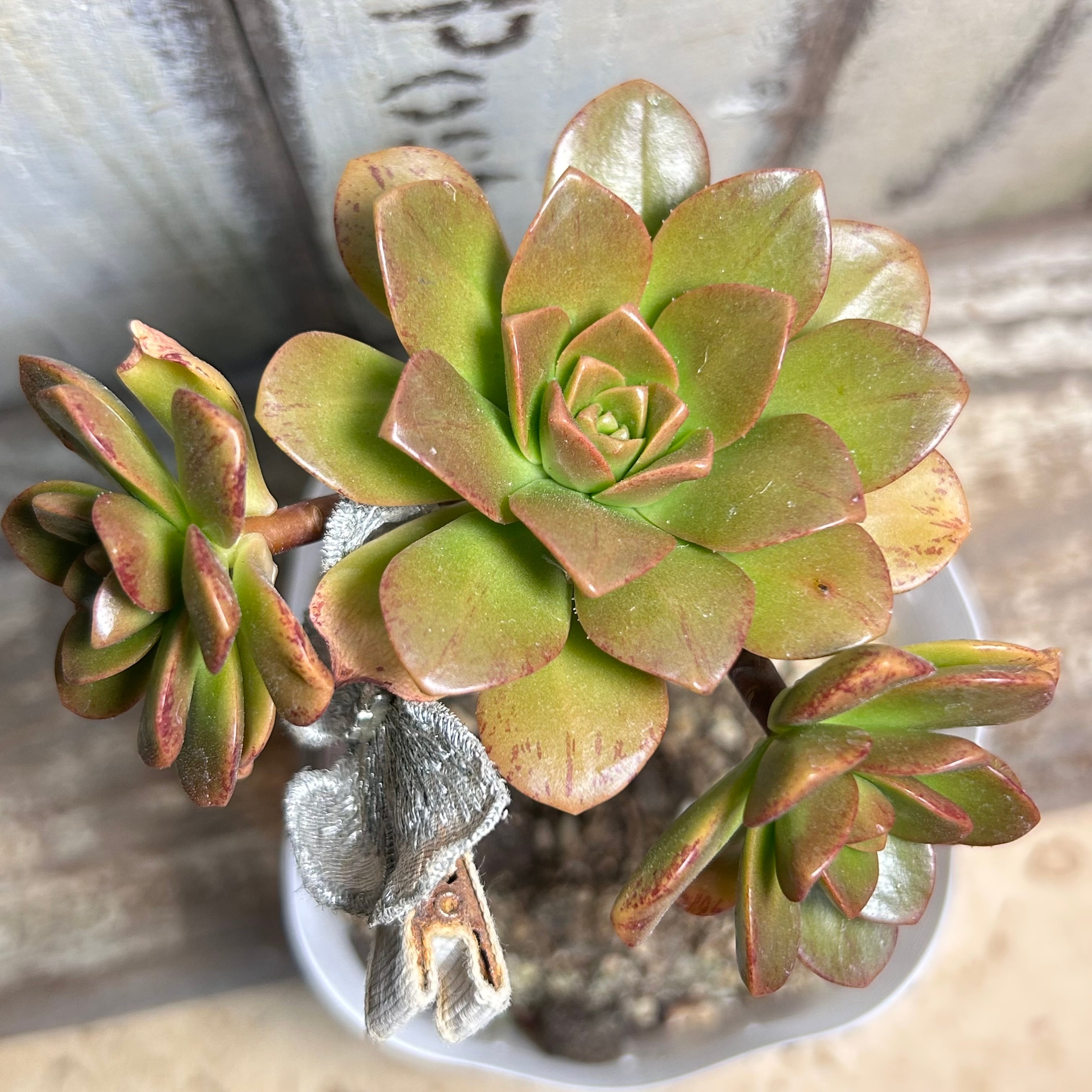プロリフィカ錦 | RuPo 多肉植物専門店