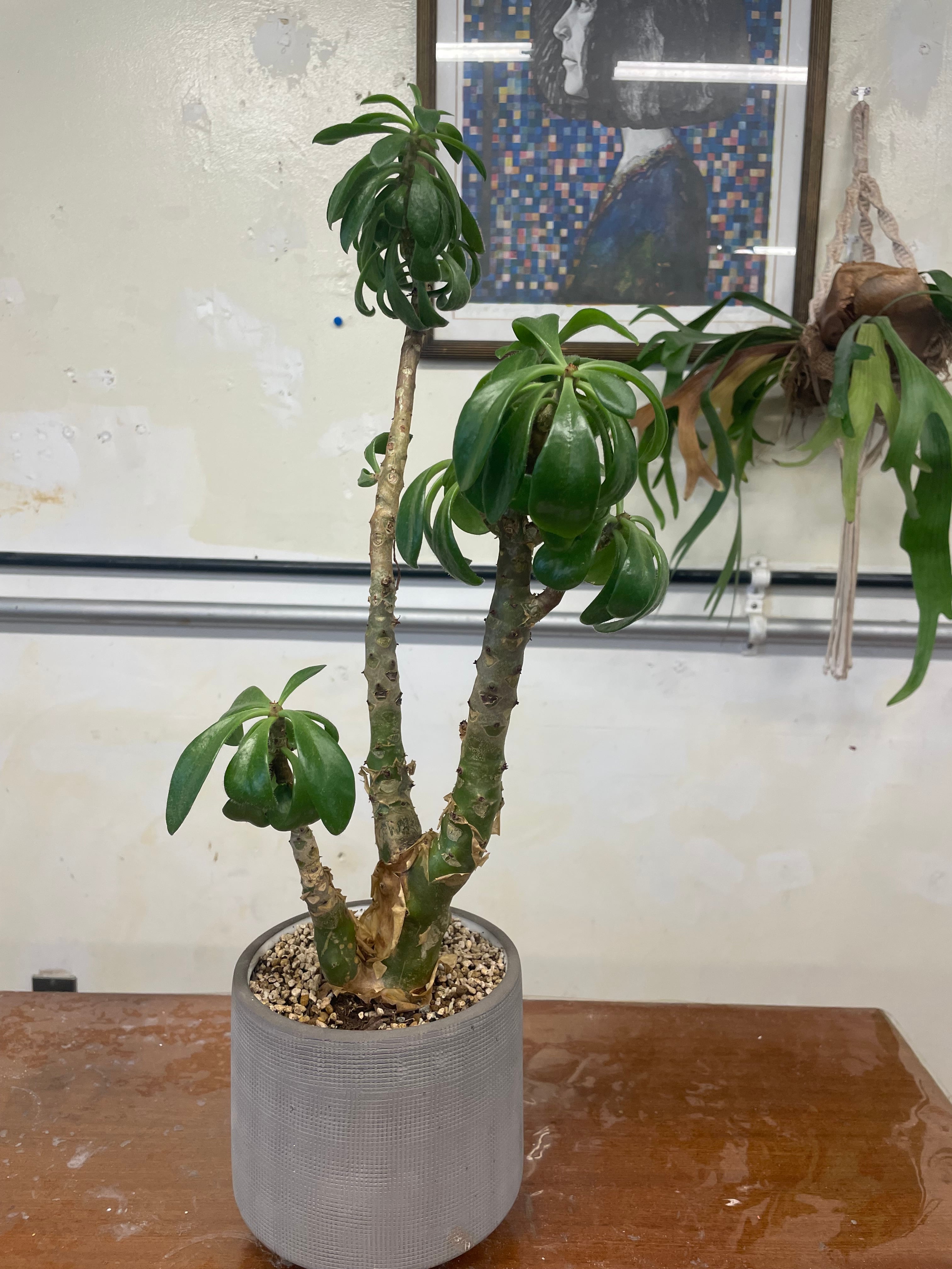 チレコドン(塊根植物/冬型) | Brico