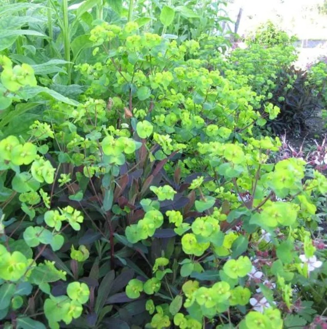 ユーホルビア アミグラロイデス ‘ゴールデングローリー’