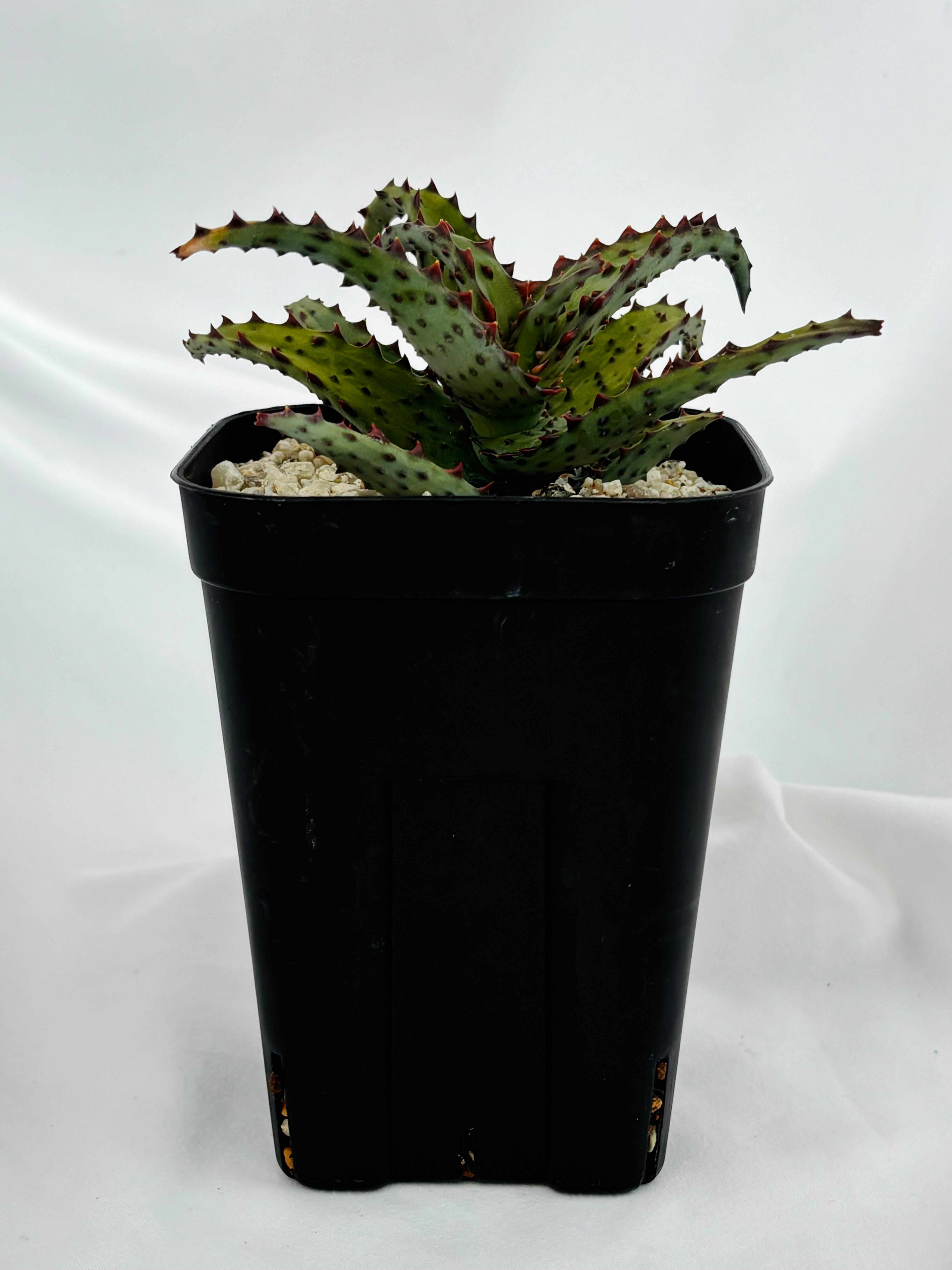 Aloe castilloniae アロエ カスティロニアエ 多肉植物 | plants MARU
