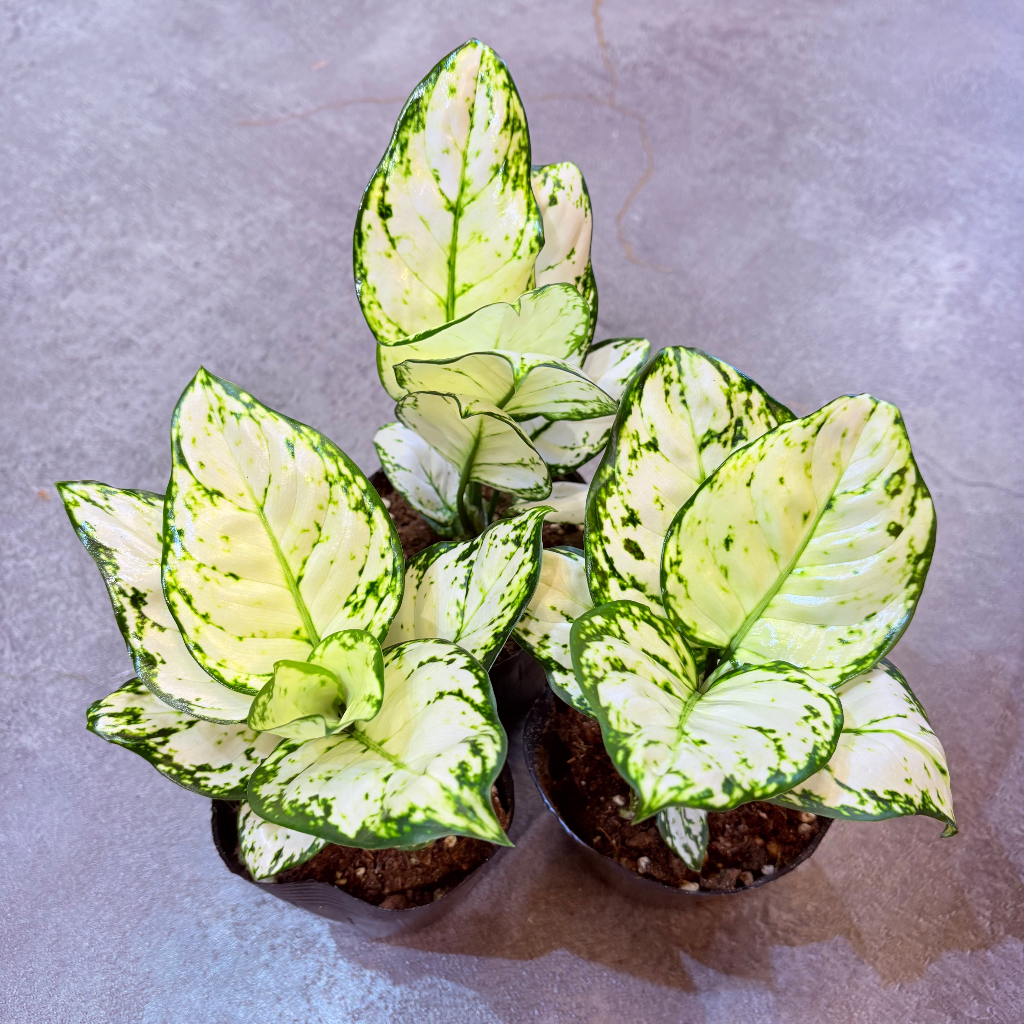 アグラオネマ ホワイトバレンタイン 3.5号 | Green Vibes 宇都宮市の