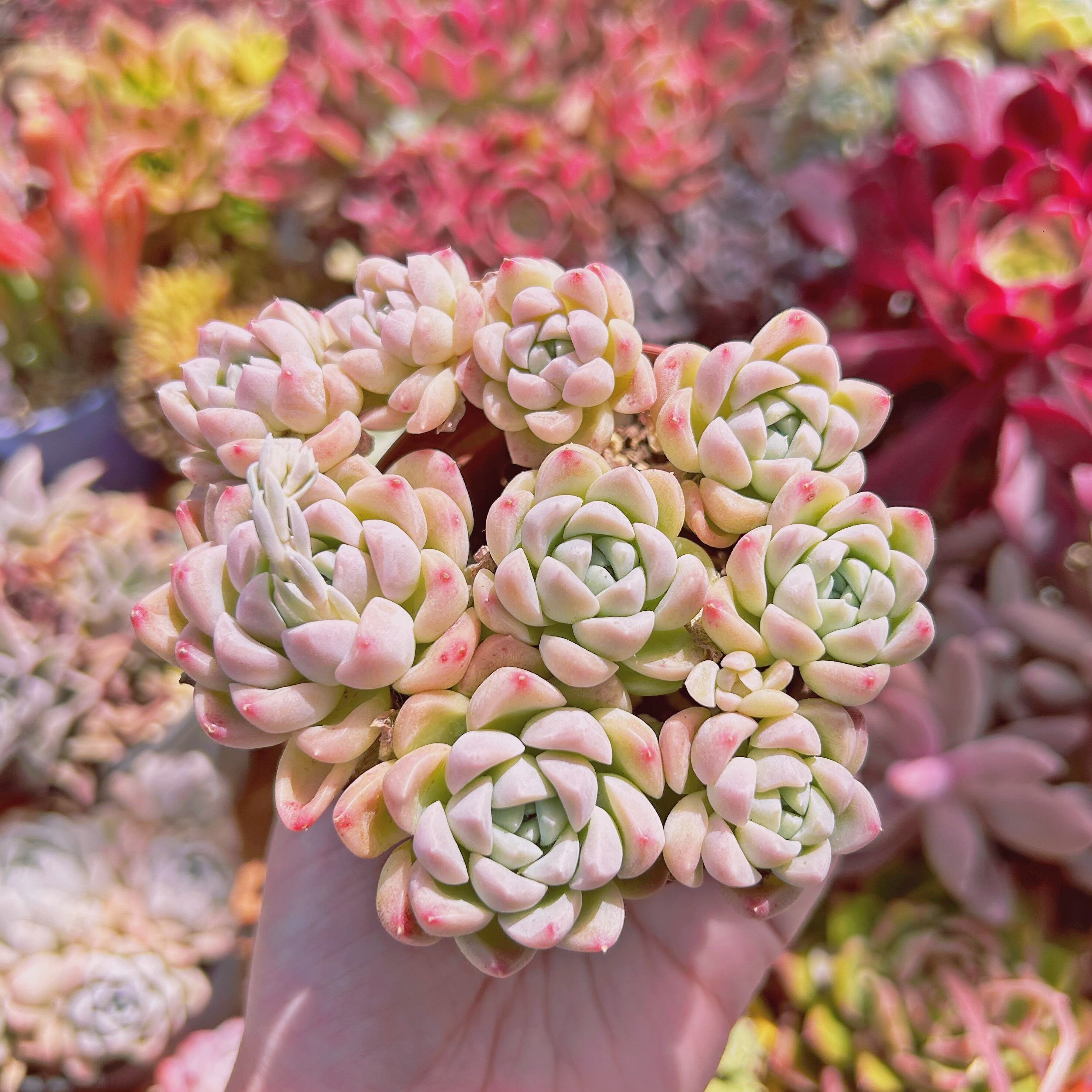 227現物 多肉植物 クリーム美人 特大 | るる農園~多肉植物専門