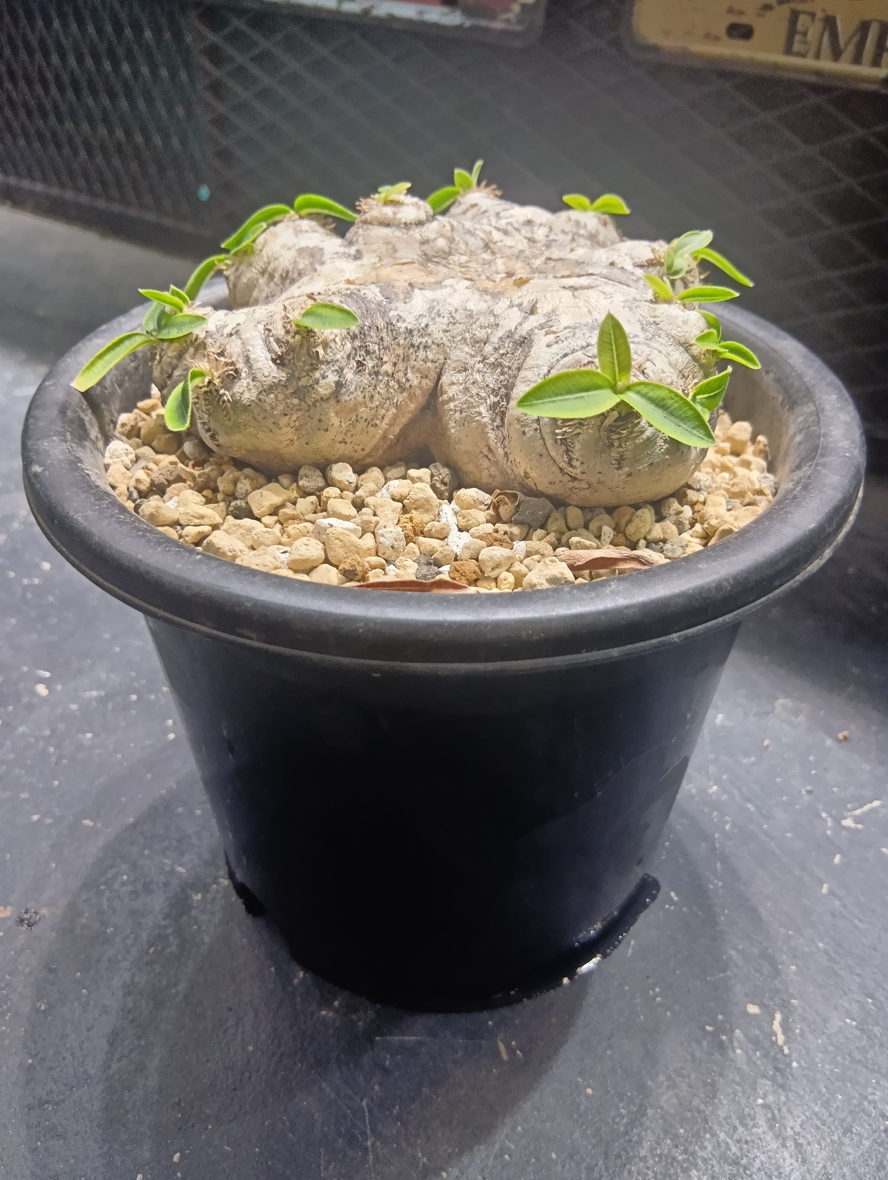 パキポディウム ブレビカウレ 現地球 No.1 | Buenaplant